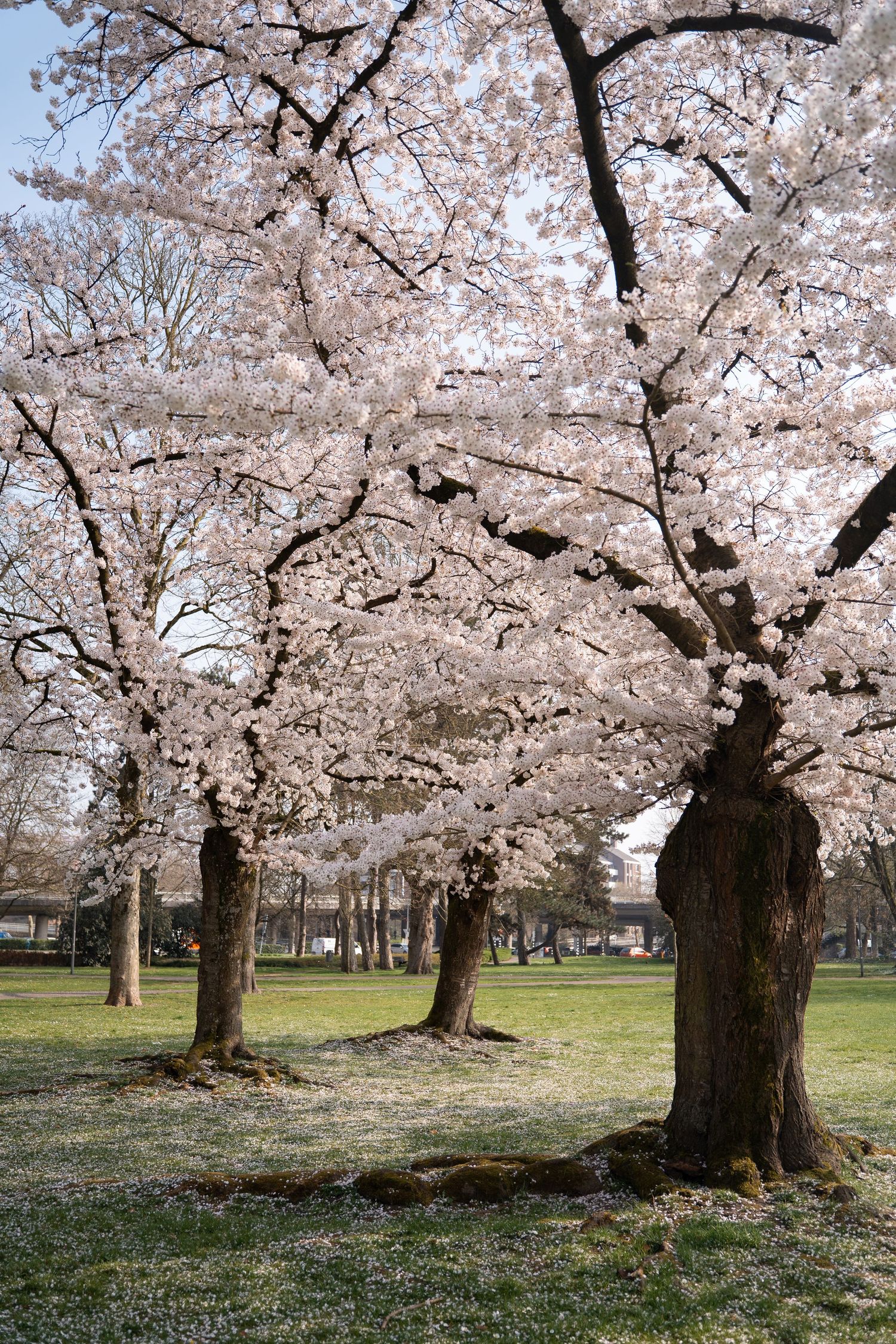 Beautiful cherry blossom trees in full bloom in a green park on a clear early spring day.