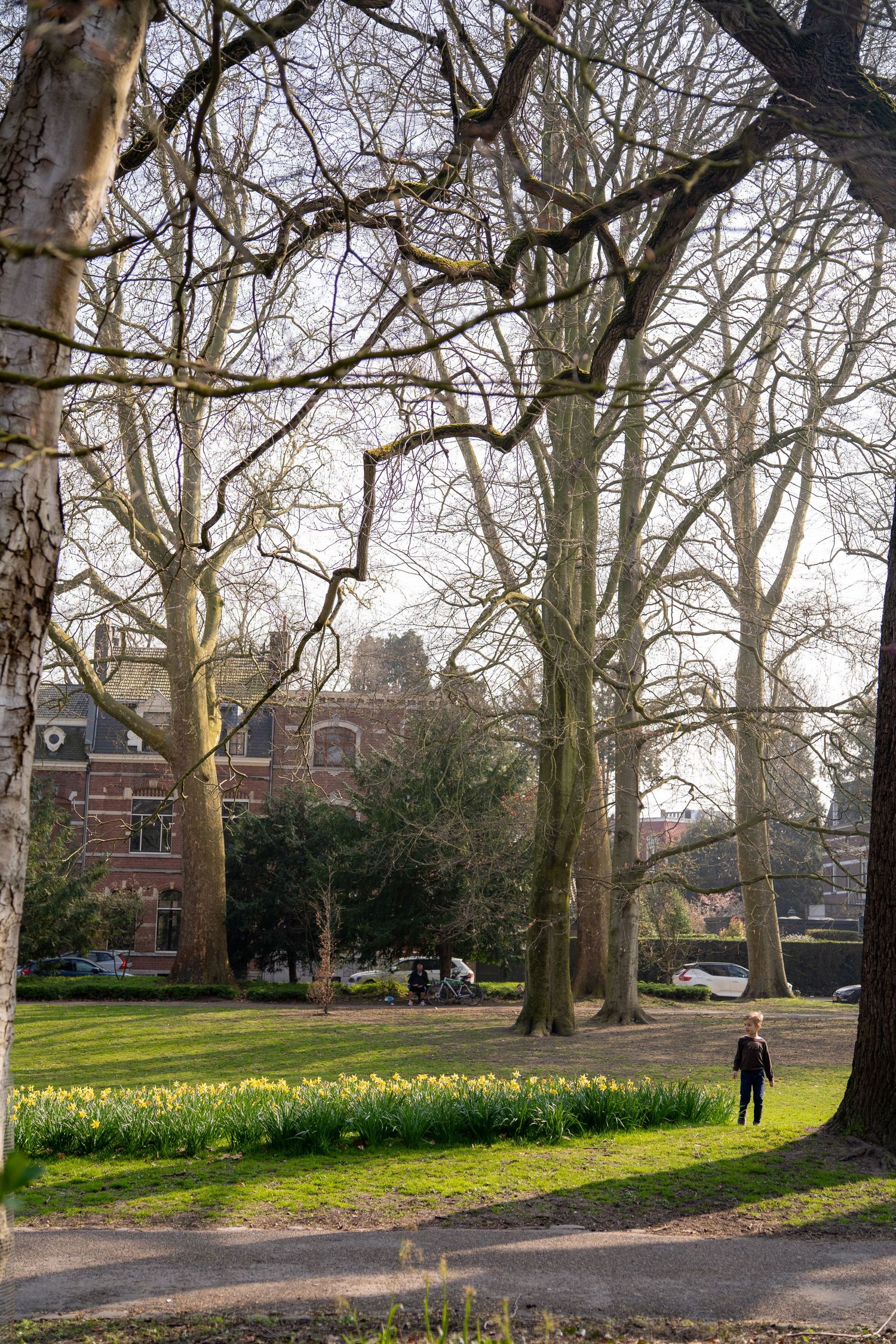 Solitary person walking through a sunlit park with tall bare trees and yellow daffodils in the foreground.