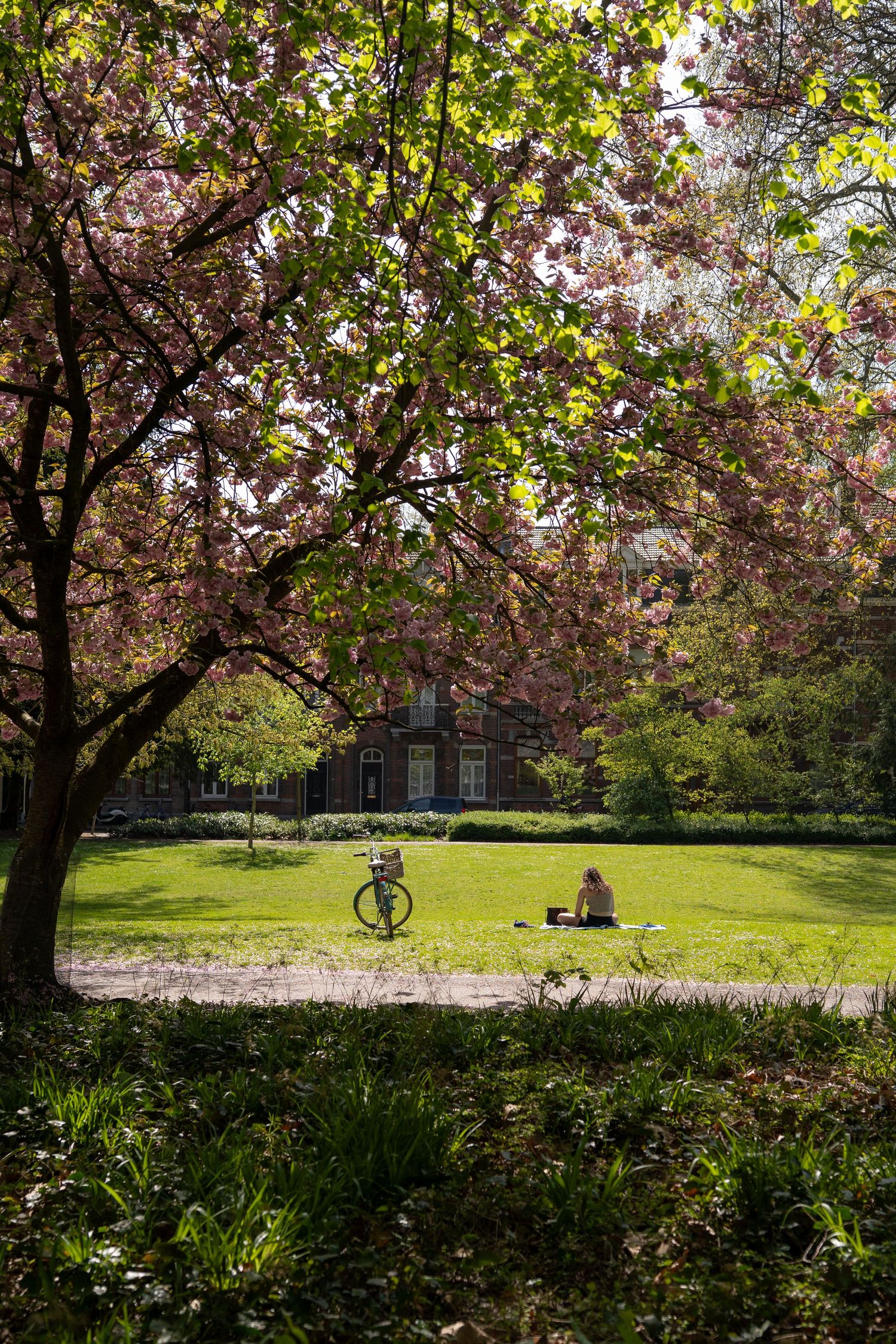 Person relaxing on grass under blooming pink cherry blossom trees in a sunny urban park in spring.