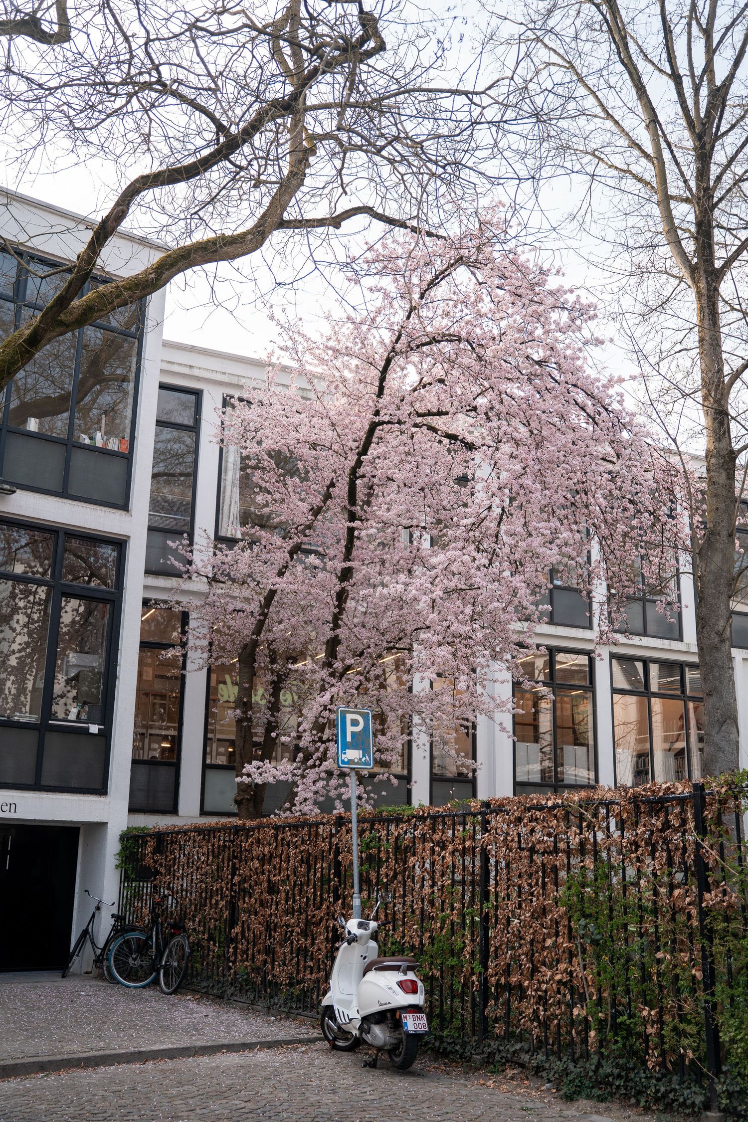 Pink cherry blossom tree in full bloom beside a modern building with a white scooter parked below.