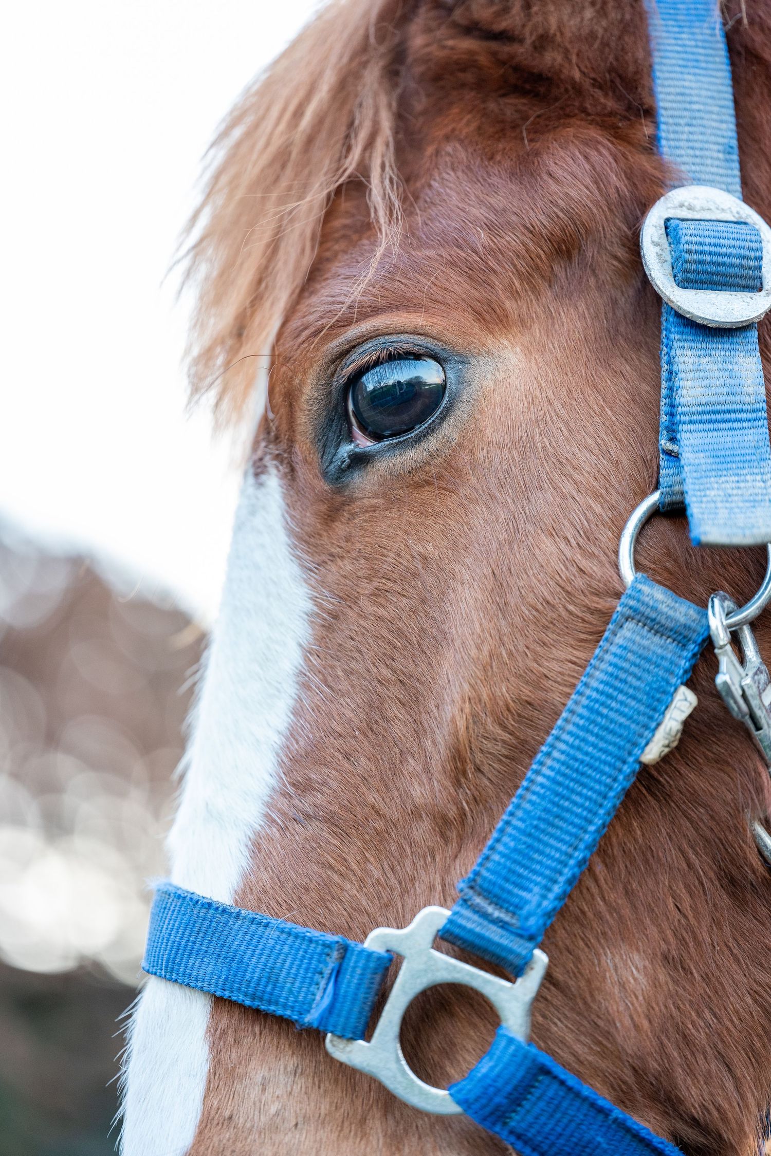 Extreme close-up of a chestnut horse eye and face detail with blue halter strap visible in natural light.