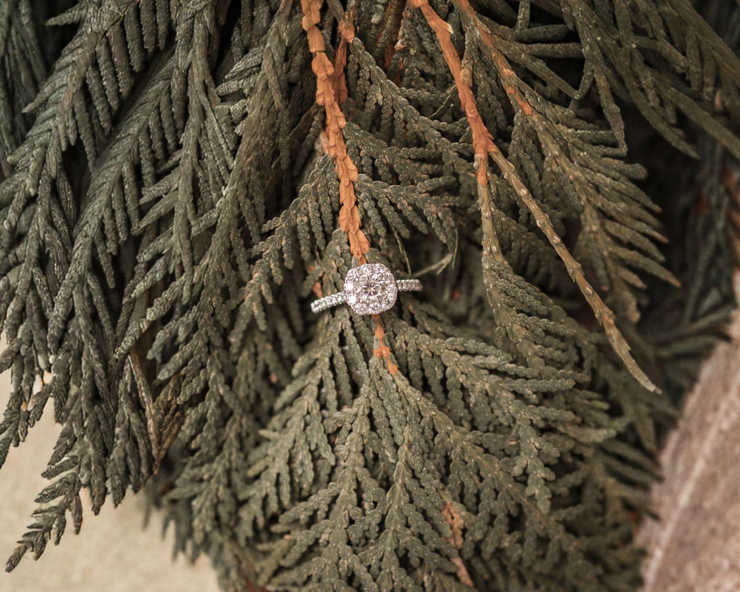 Engagement detail photo at Retzer Park, Waukesha. Close-up of hands, pine branches, and ring in warm, artistic outdoor portrait style.