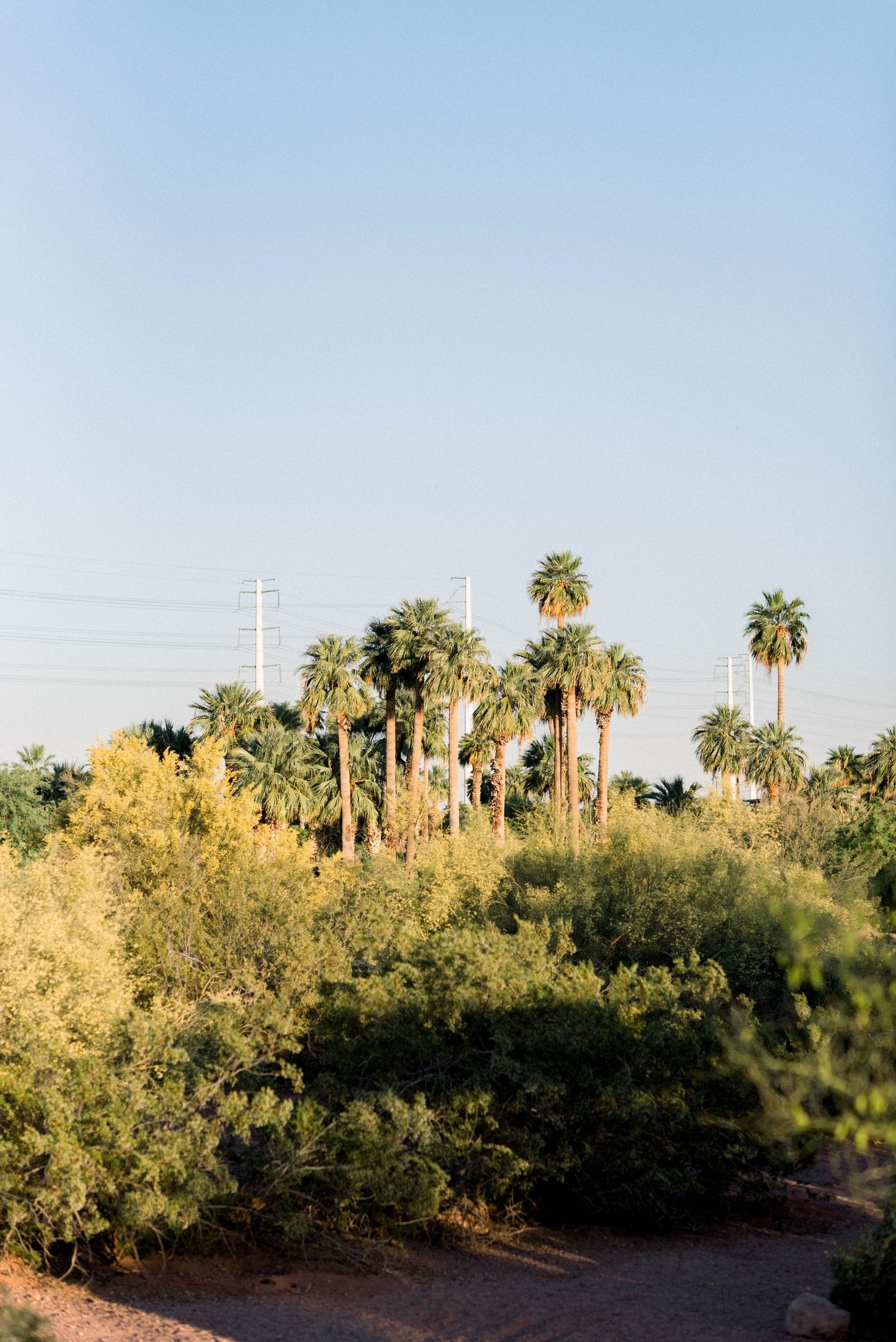 Palm trees and power lines rise above desert vegetation in warm evening light.