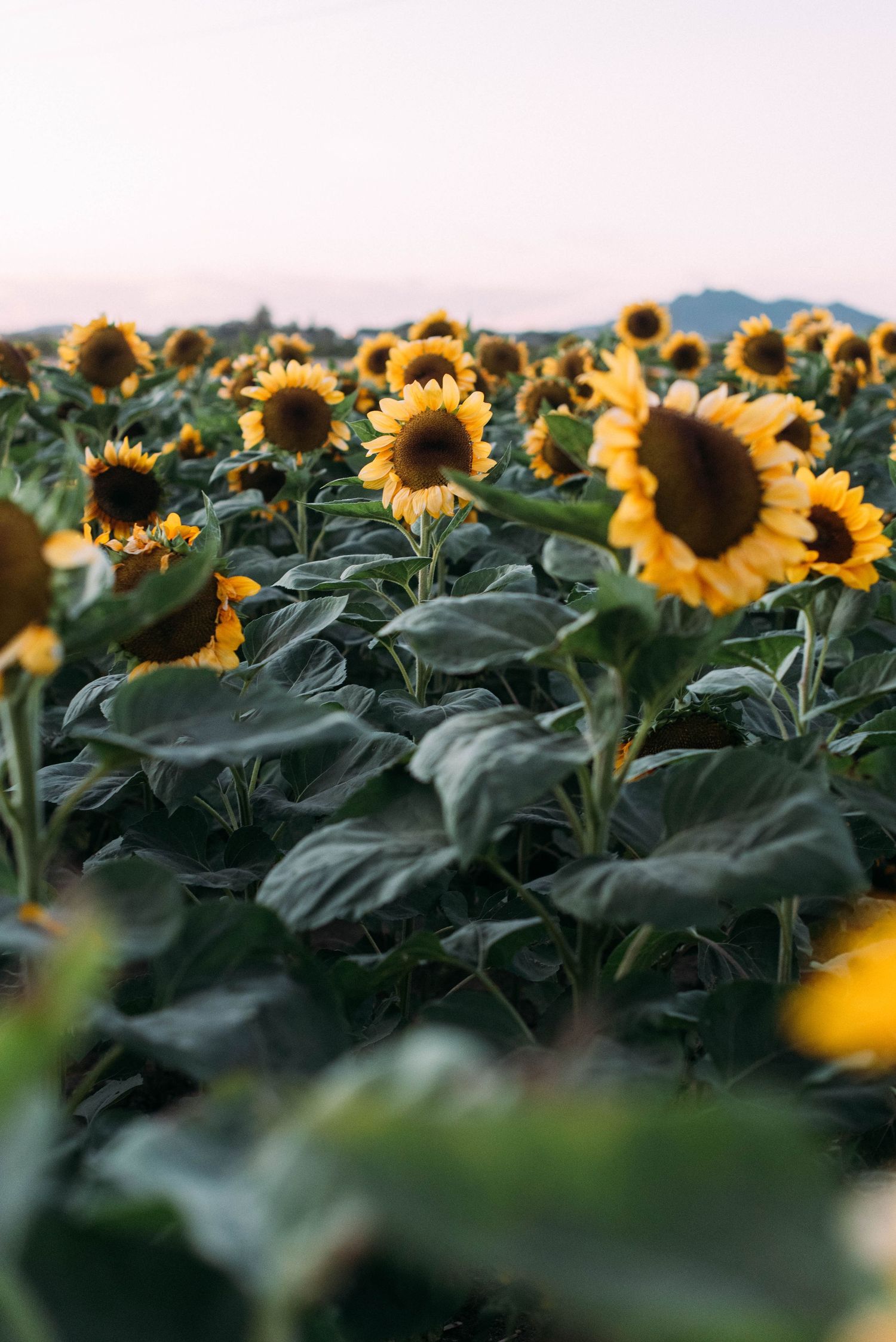 Golden sunflowers stretch across a field with mountains in the background during sunset.