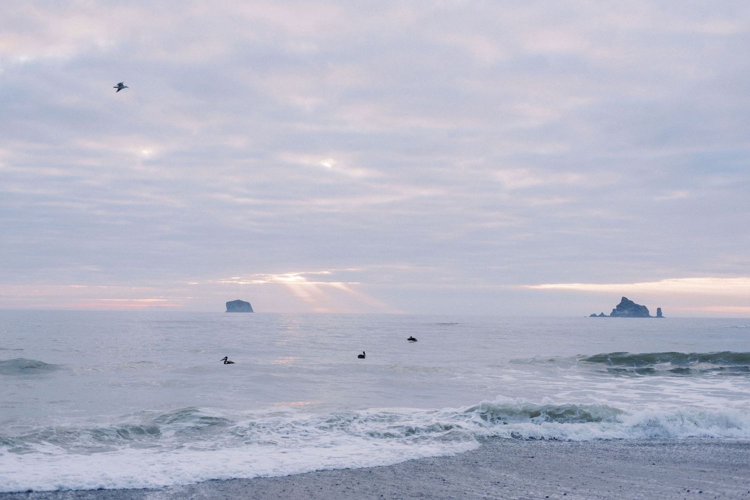 Seabirds soar over misty ocean waves with sea stacks visible on the horizon at sunset.