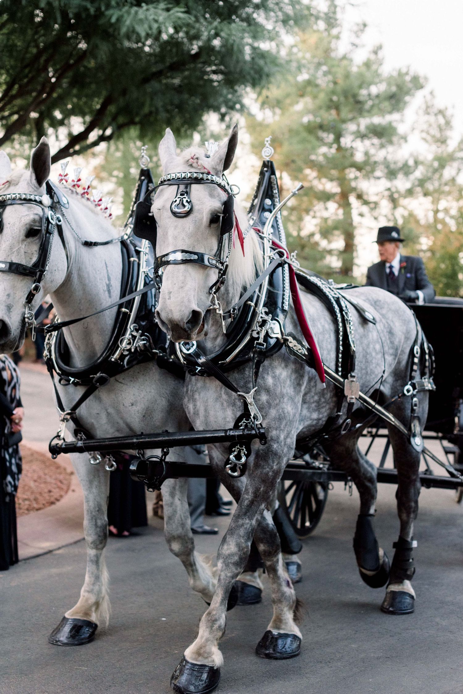 Close-up of two dappled gray horses in ornate wedding carriage harnesses.