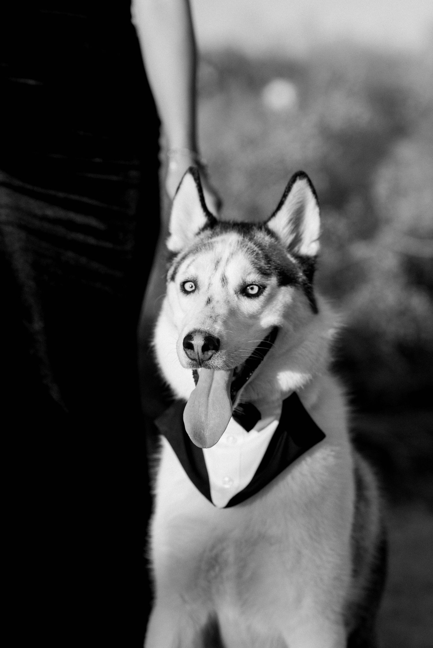 Husky dog wearing a black bowtie and formal collar in black and white portrait.