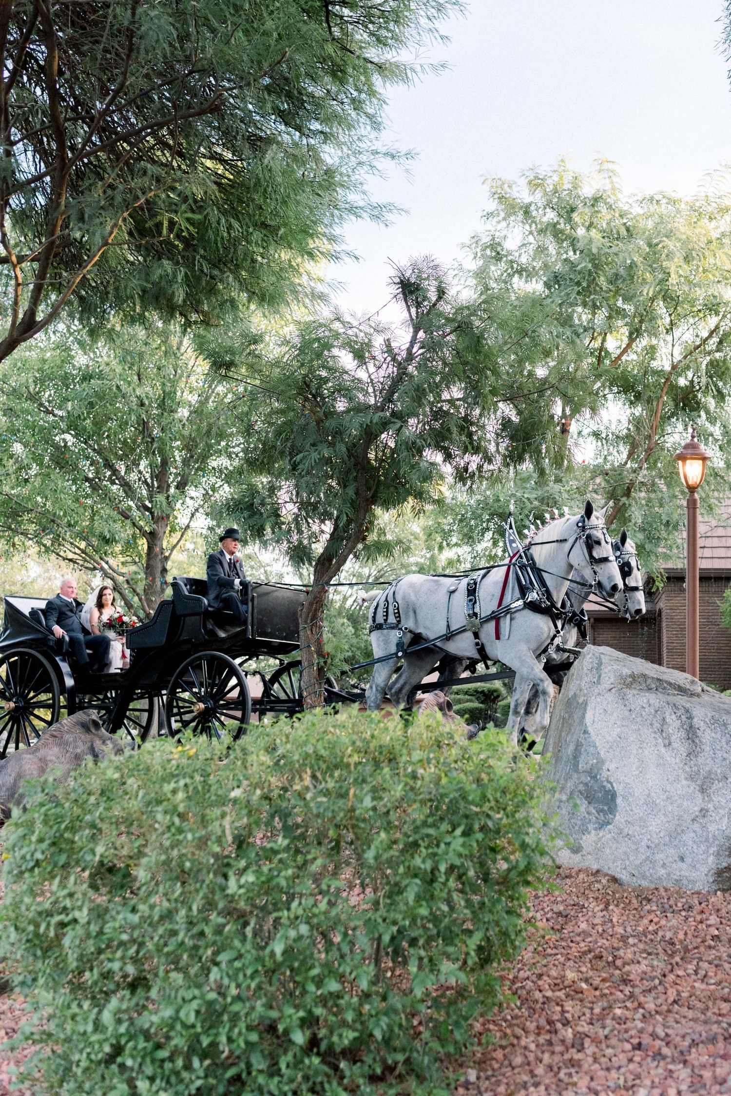 Horse-drawn carriage stationed near desert landscaping with saguaro cacti.