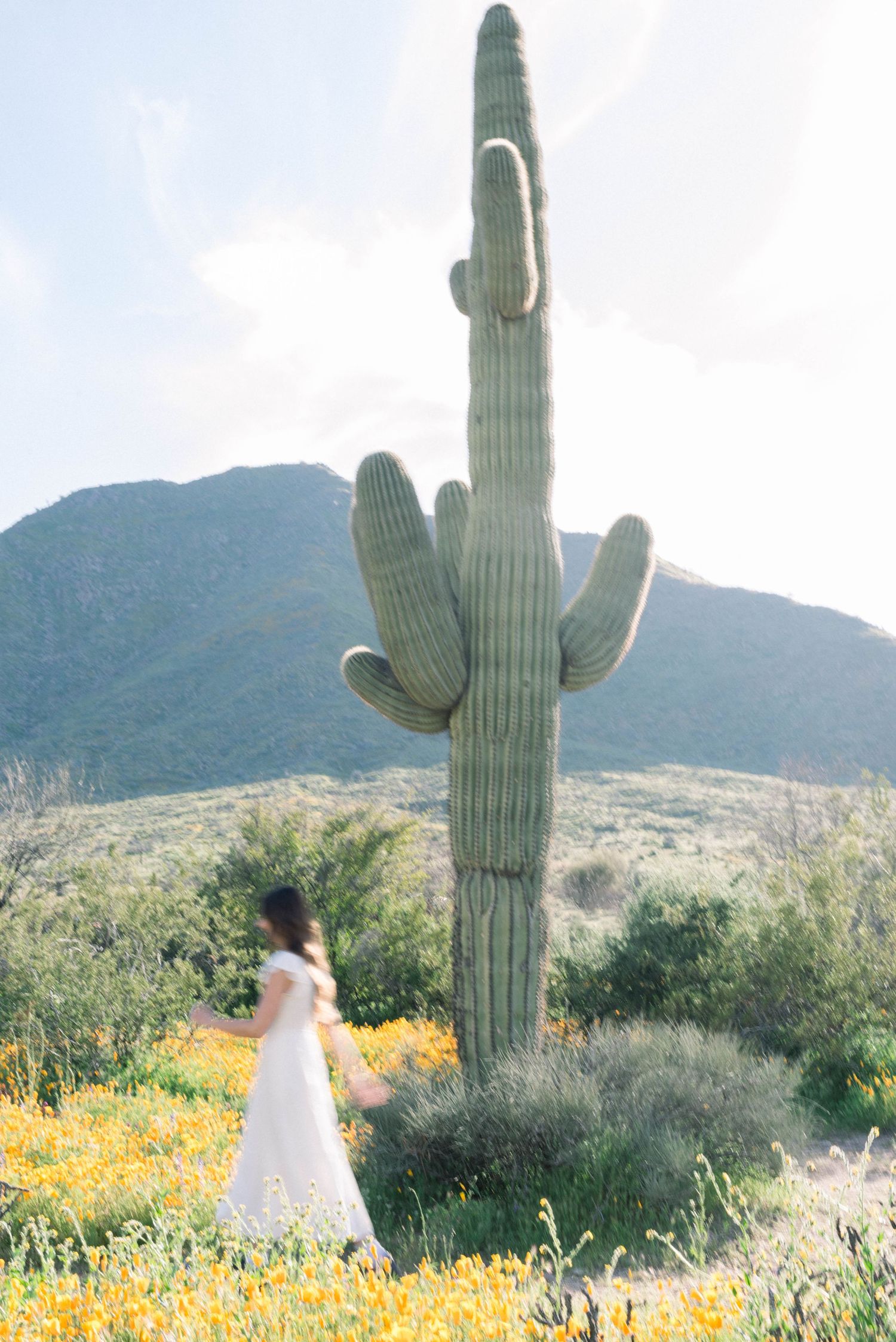 Saguaro cacti tower over a desert landscape filled with vibrant yellow wildflowers on a sunny day.