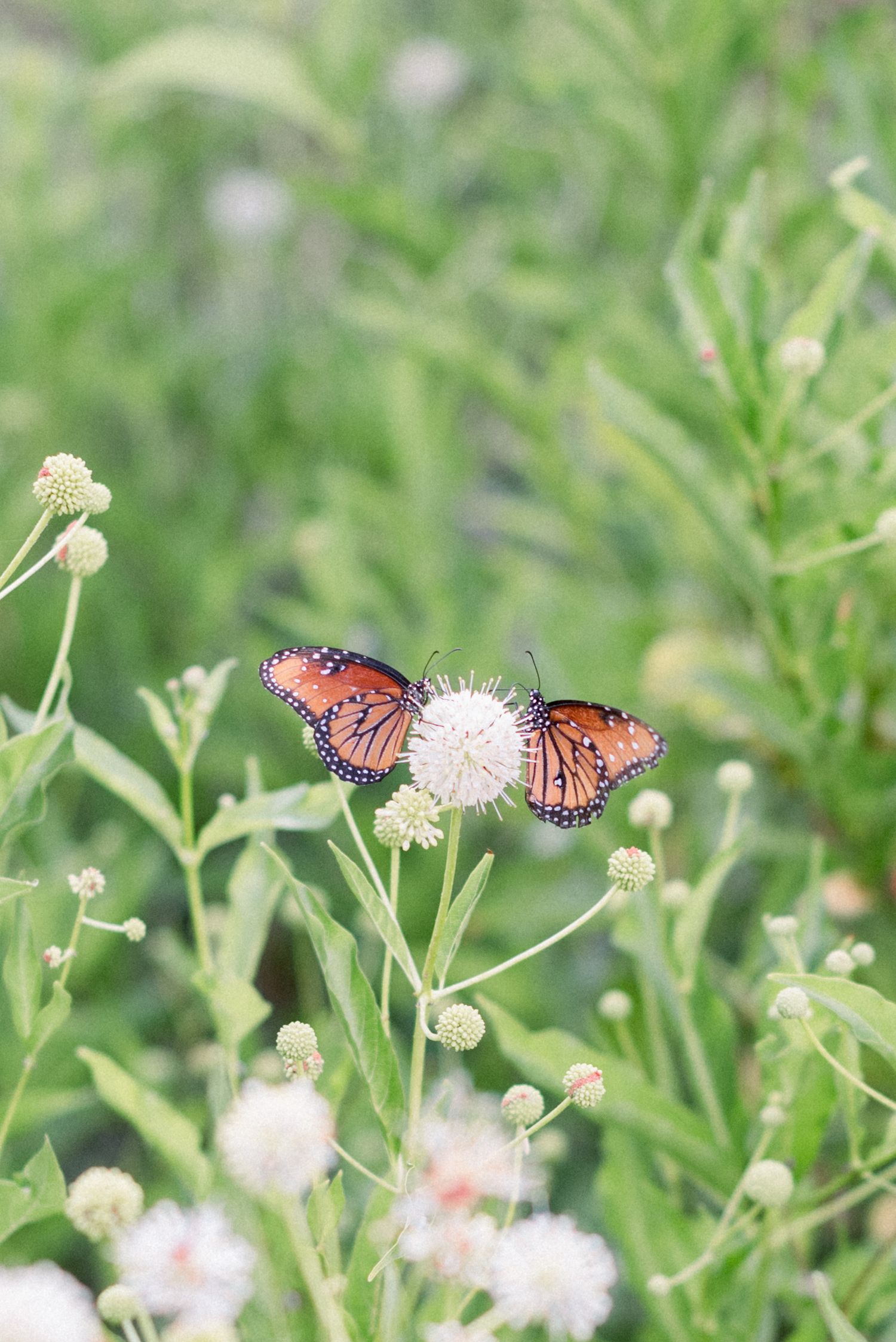 Monarch butterfly perched on white wildflowers among green foliage.