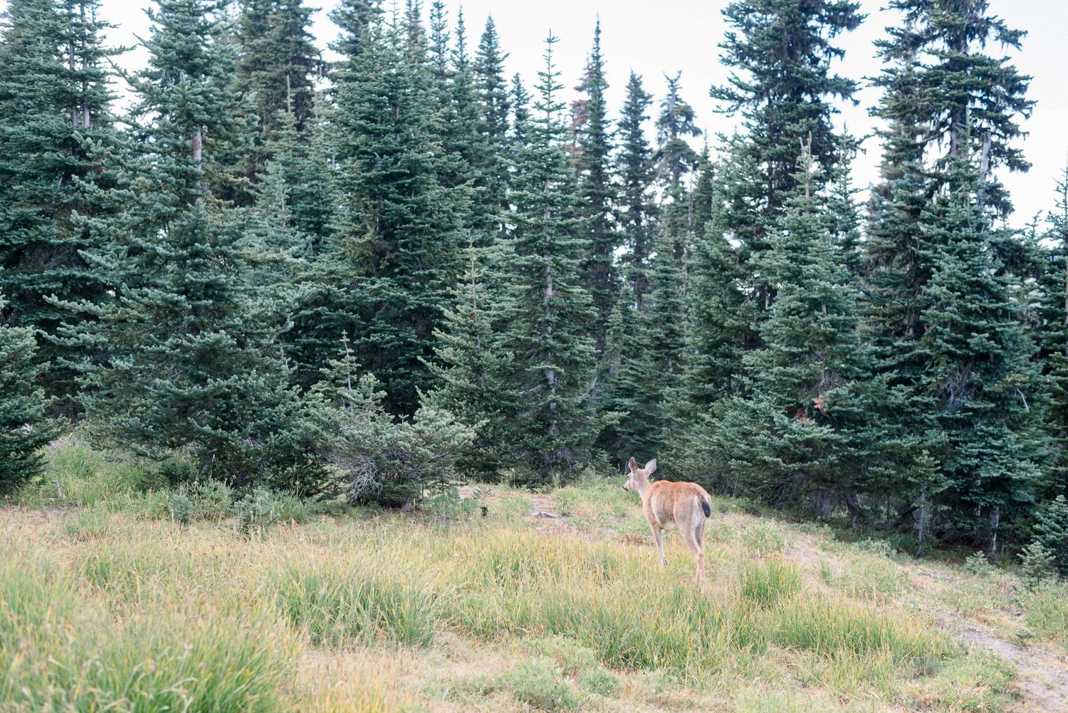 Wild deer grazing in mountain meadow near evergreen forest.