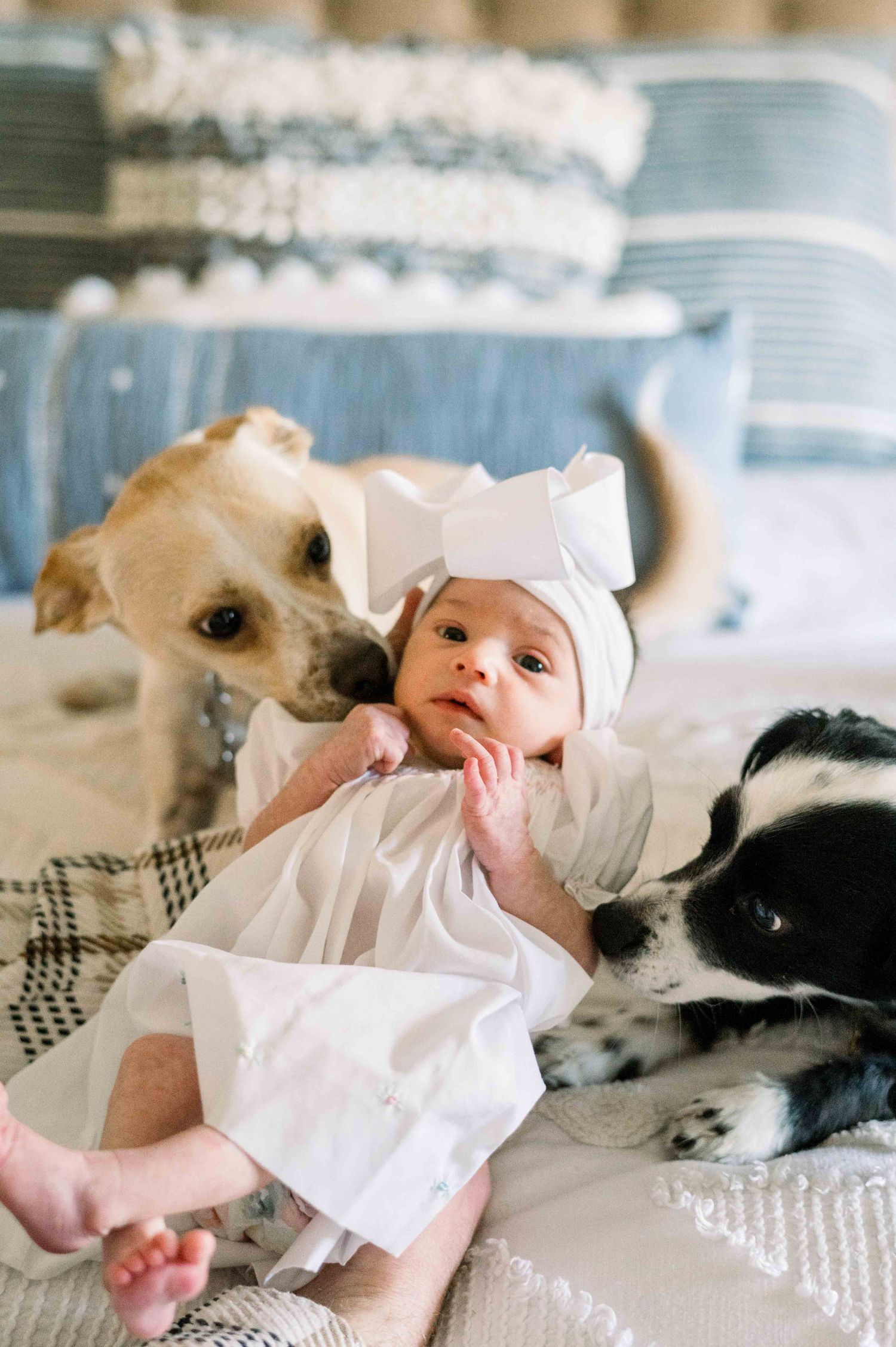 Two curious dogs meet newborn baby wearing white bow on patterned couch.