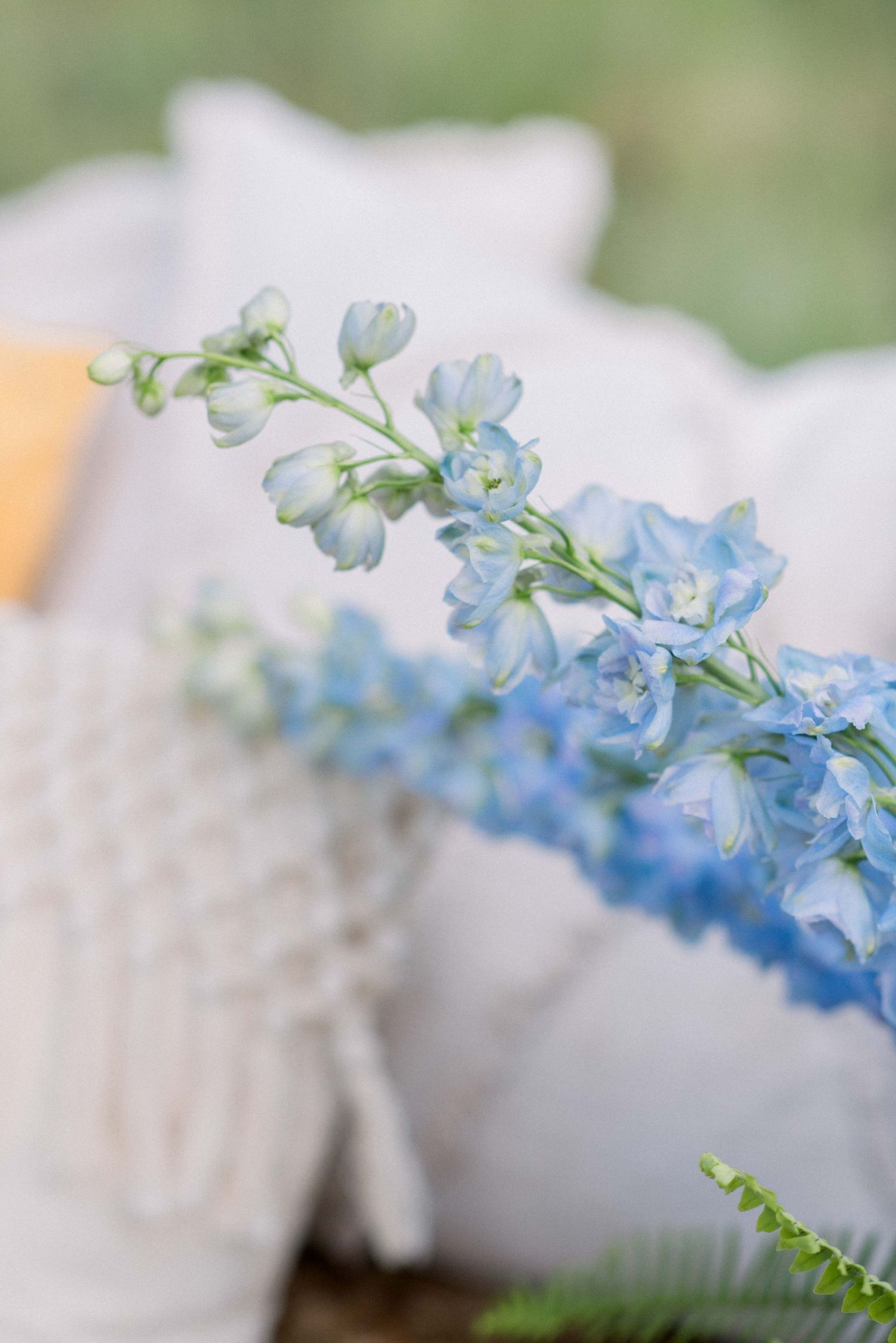Delicate blue delphinium flowers in soft focus against a white textured background.