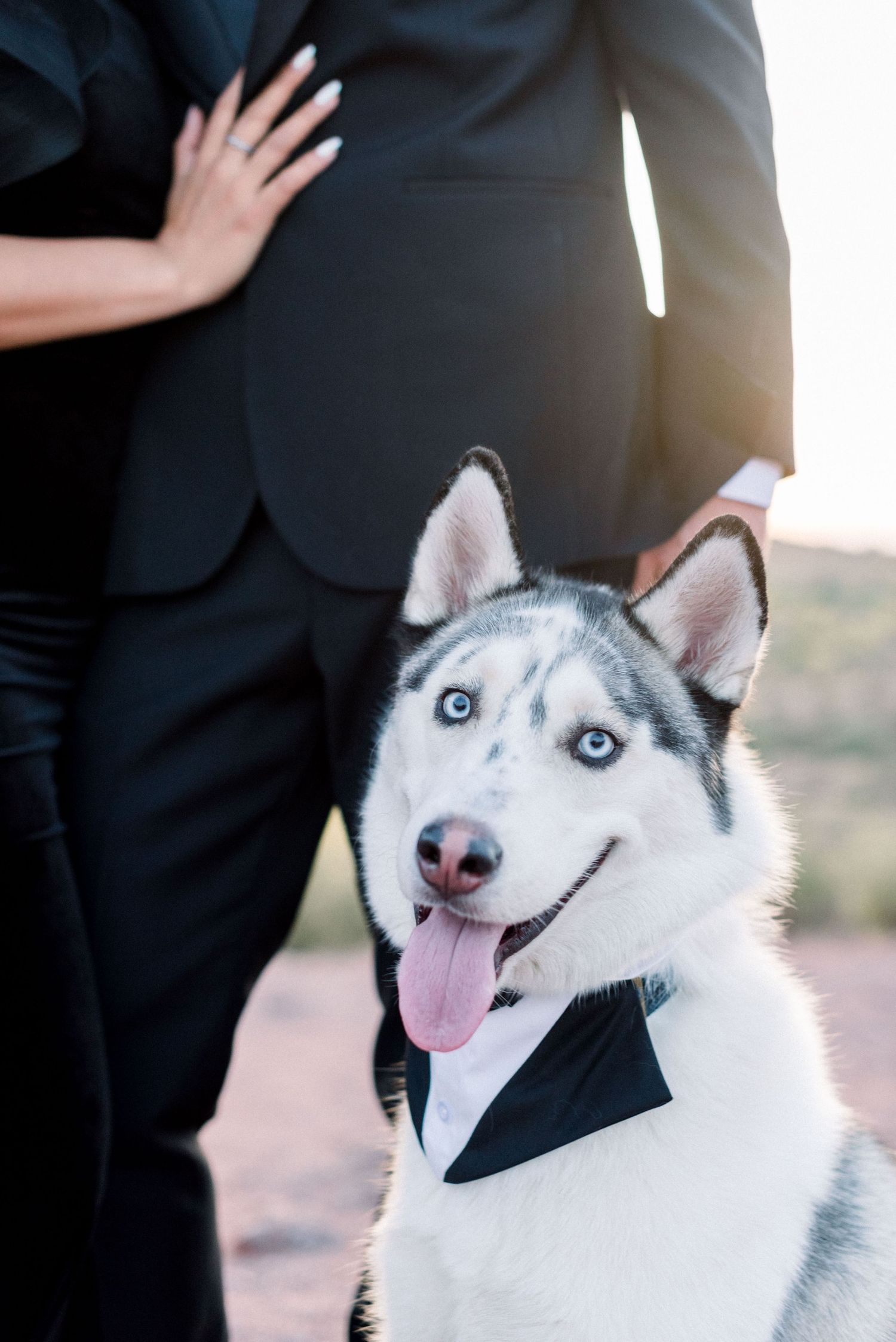 Happy husky dog wearing bow tie smiles at camera during formal photo session.