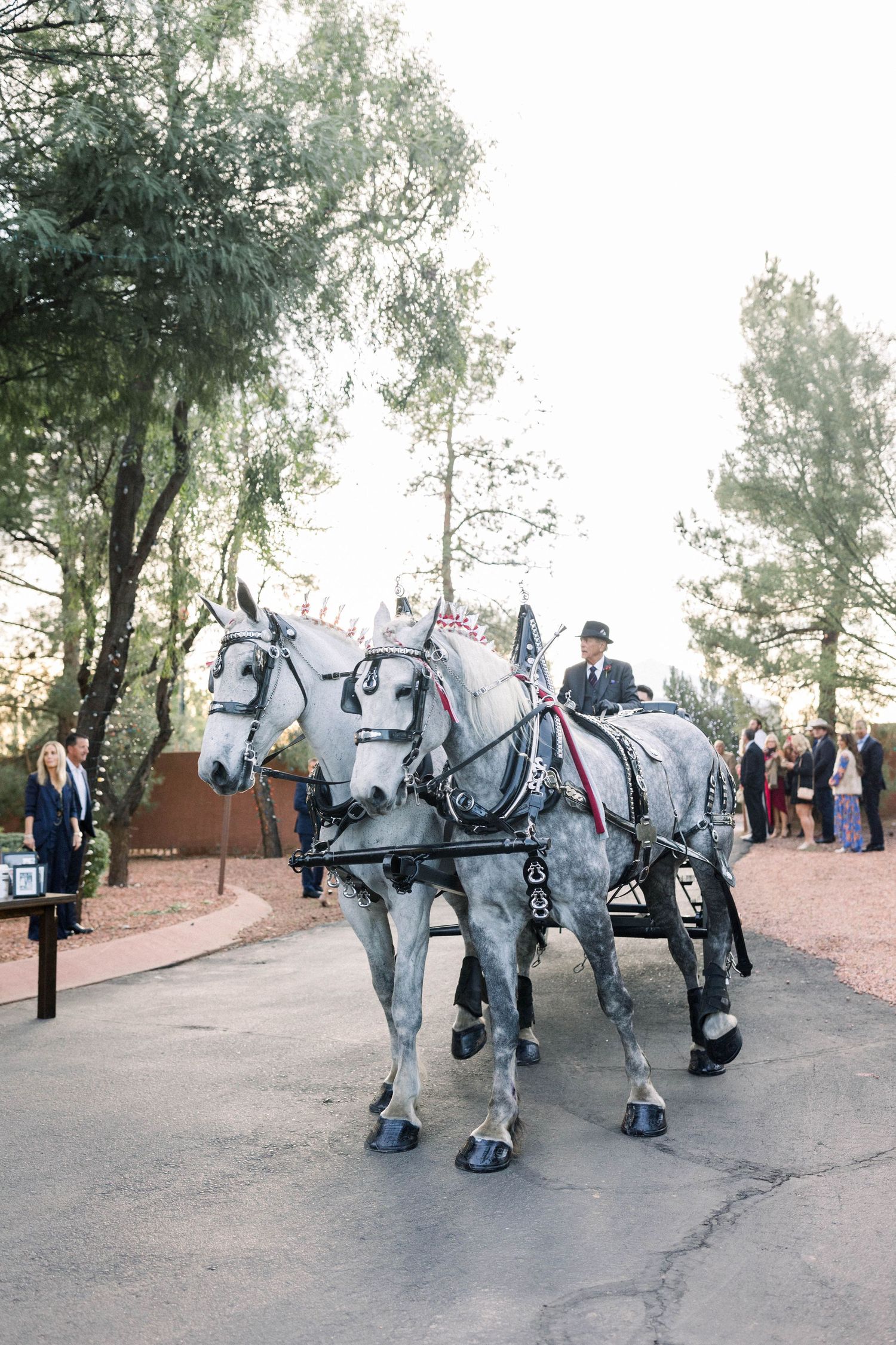 Two majestic white horses pull a carriage down a tree-lined path.