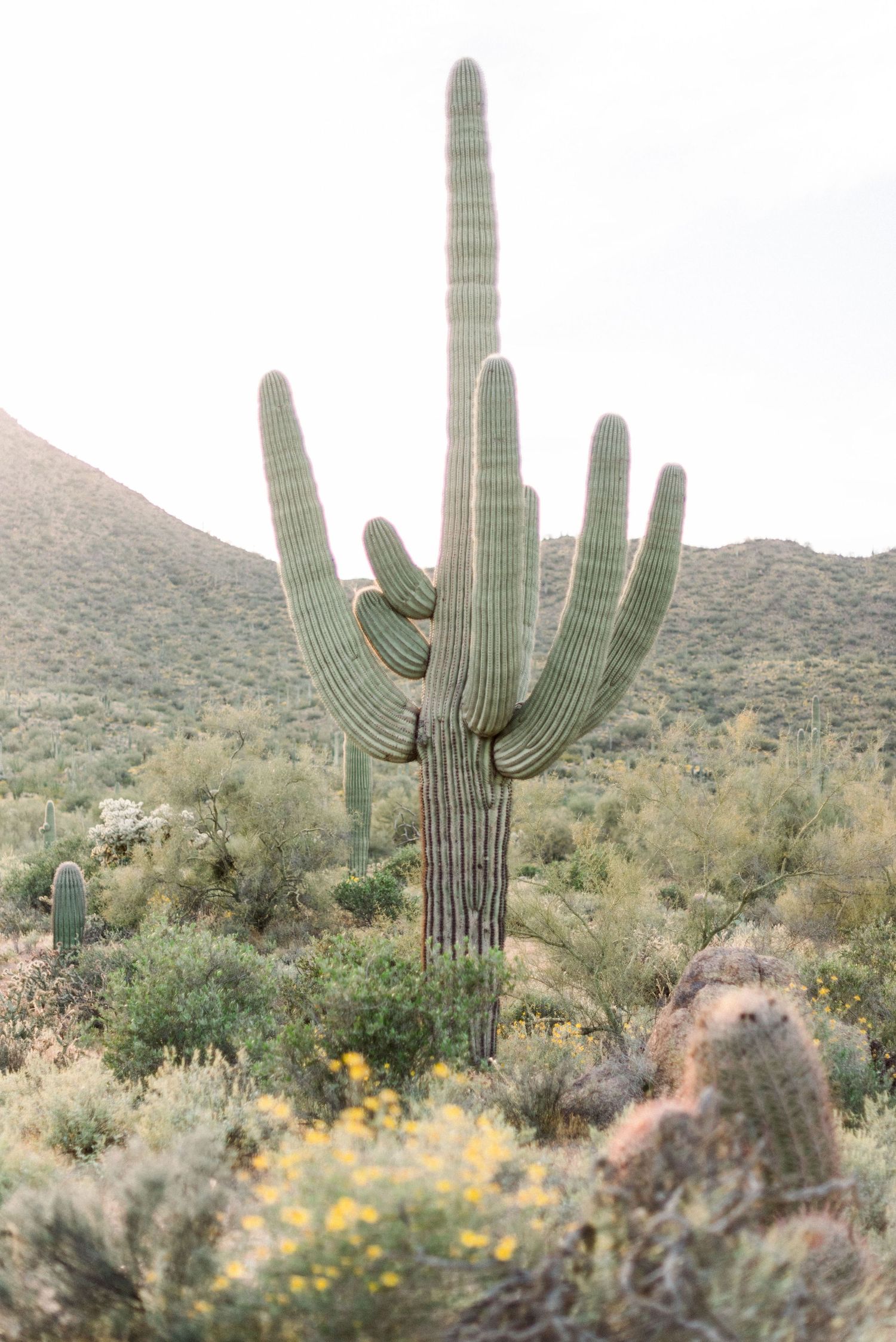 Majestic saguaro cactus towers over desert landscape with yellow wildflowers and mountains in background.
