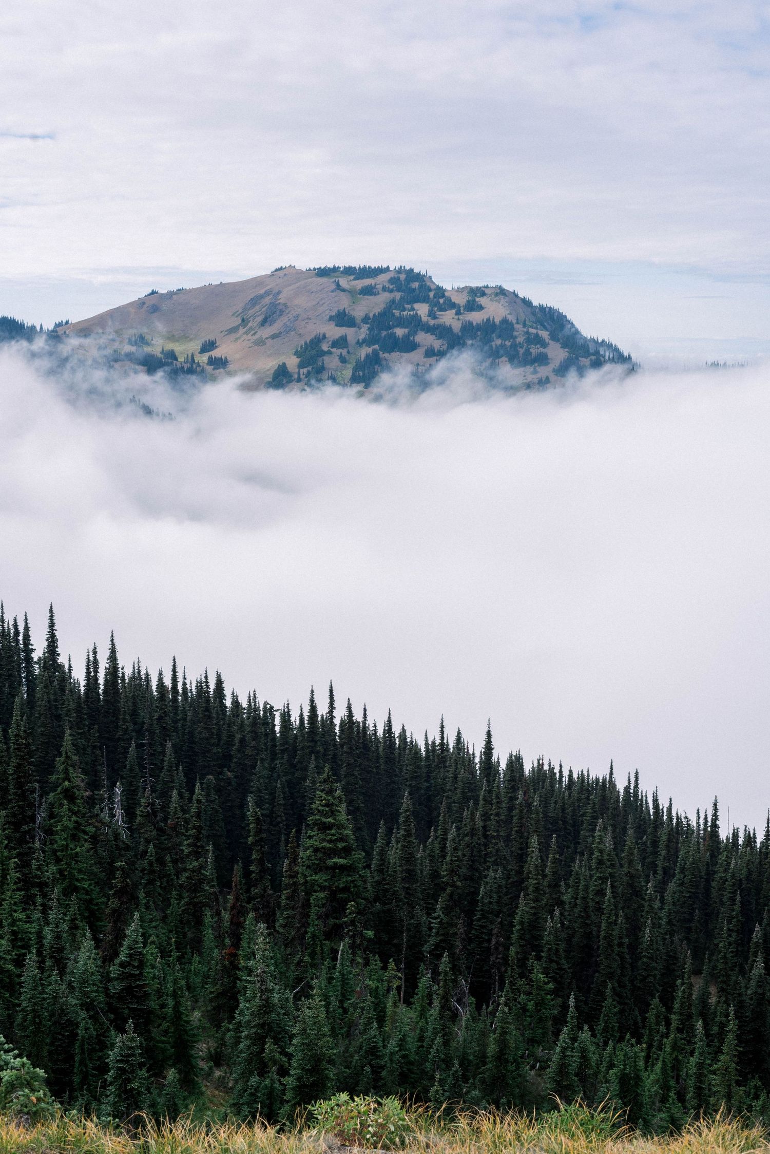 Misty mountain peak rises above a dense evergreen forest on a cloudy day.