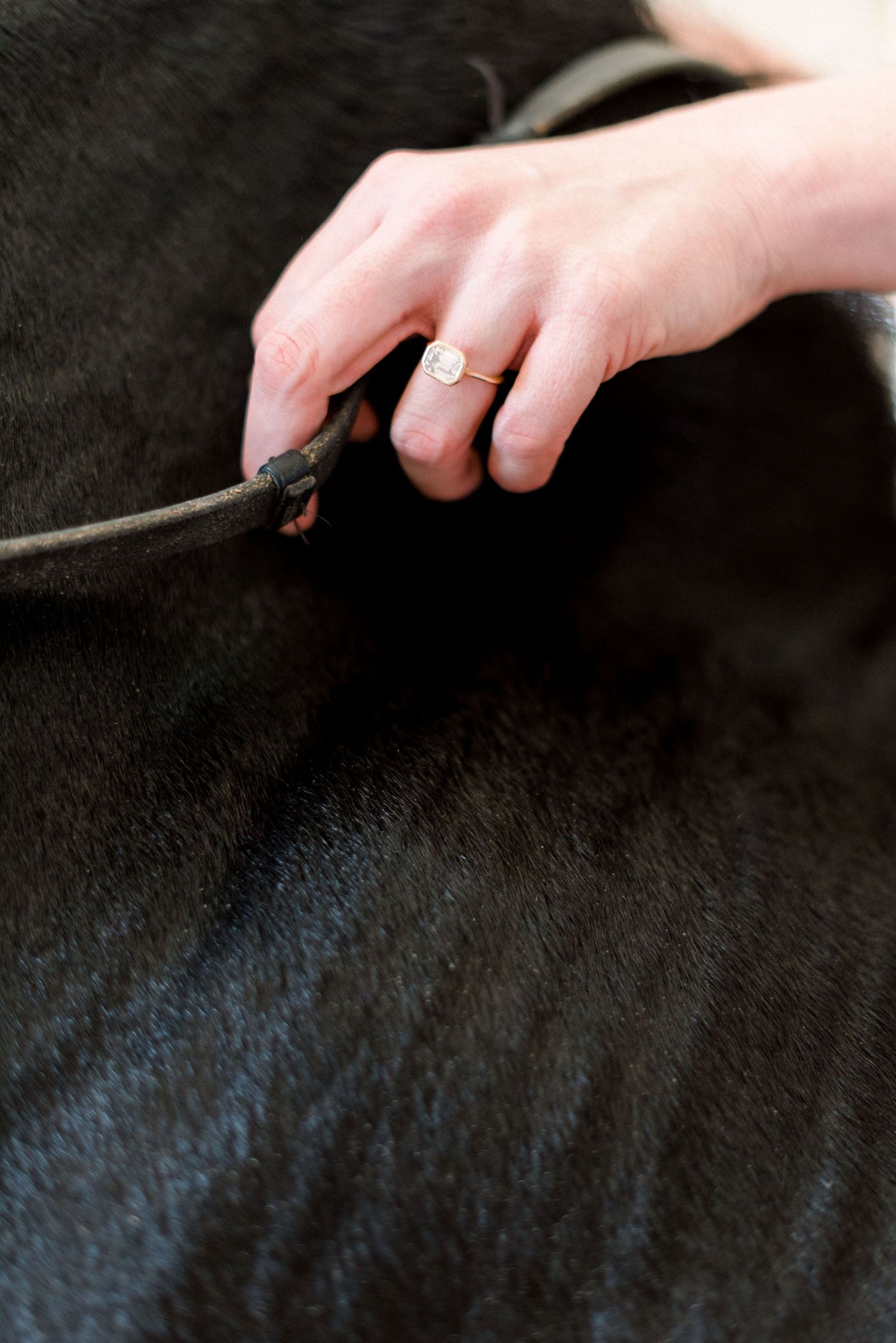 Close-up of engagement ring on hand against black horse's coat.
