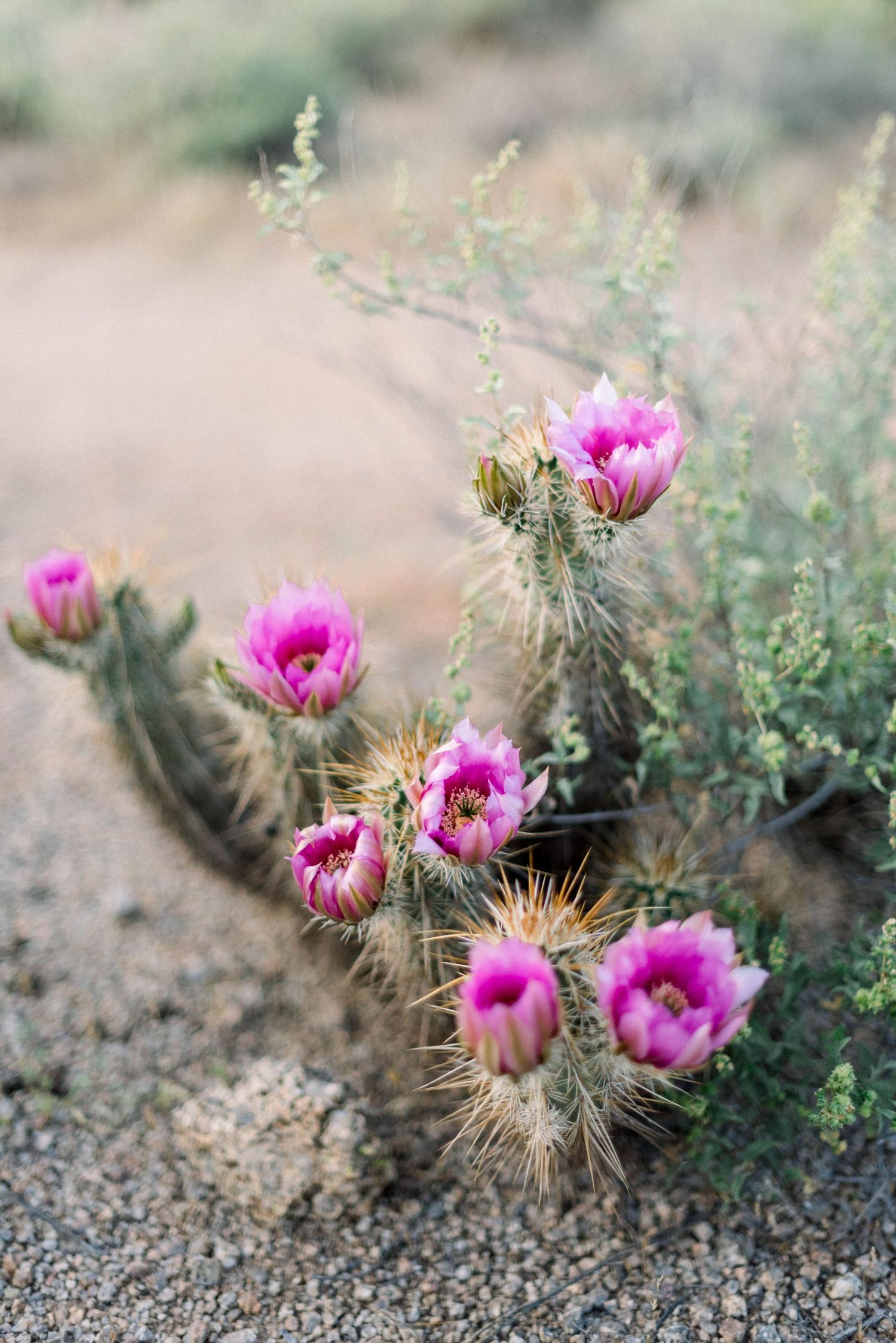 Vibrant pink cactus flowers bloom in desert landscape.