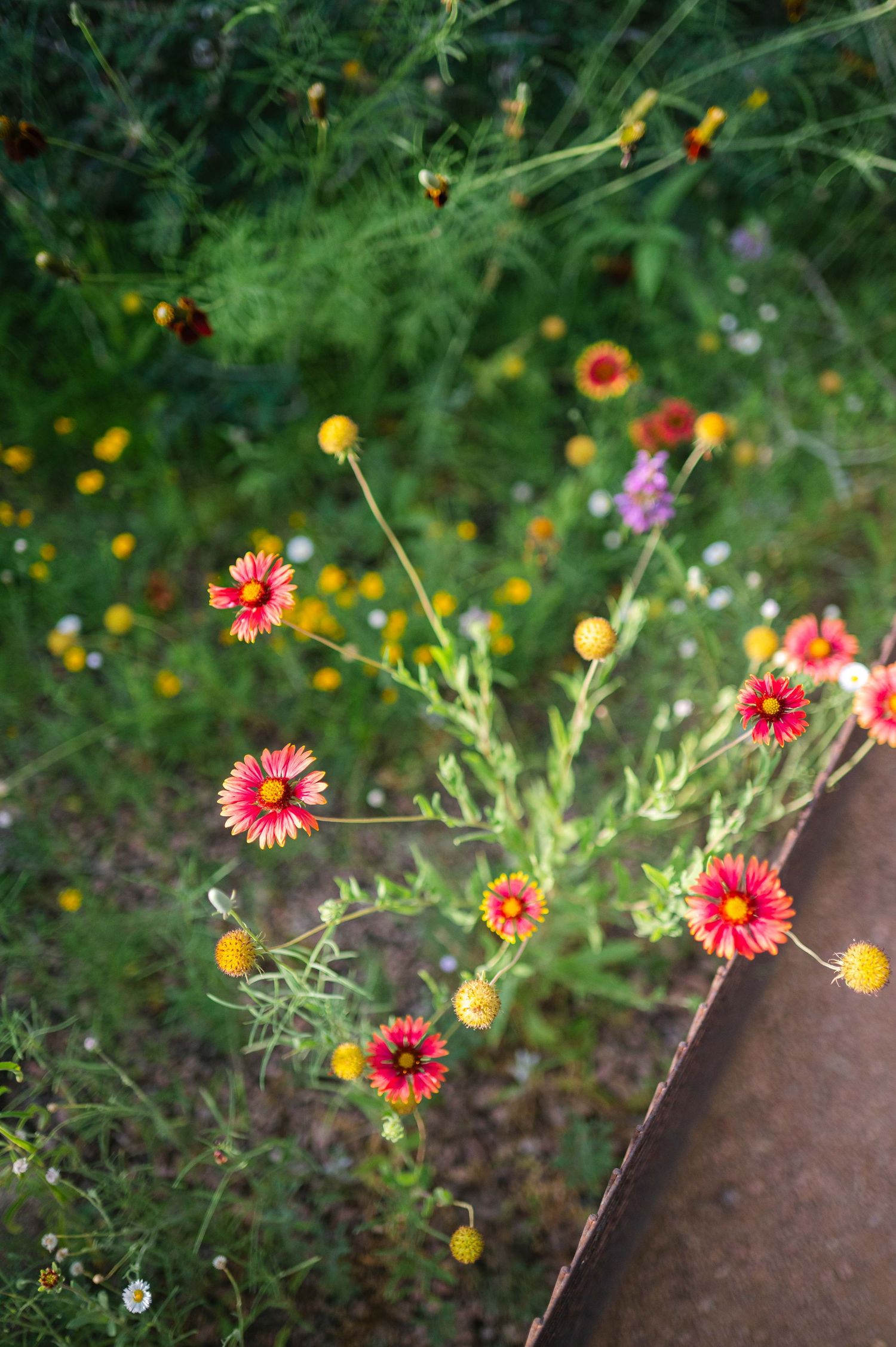 Pink and yellow wildflowers bloom against a rustic metal surface with lush green foliage in the background.