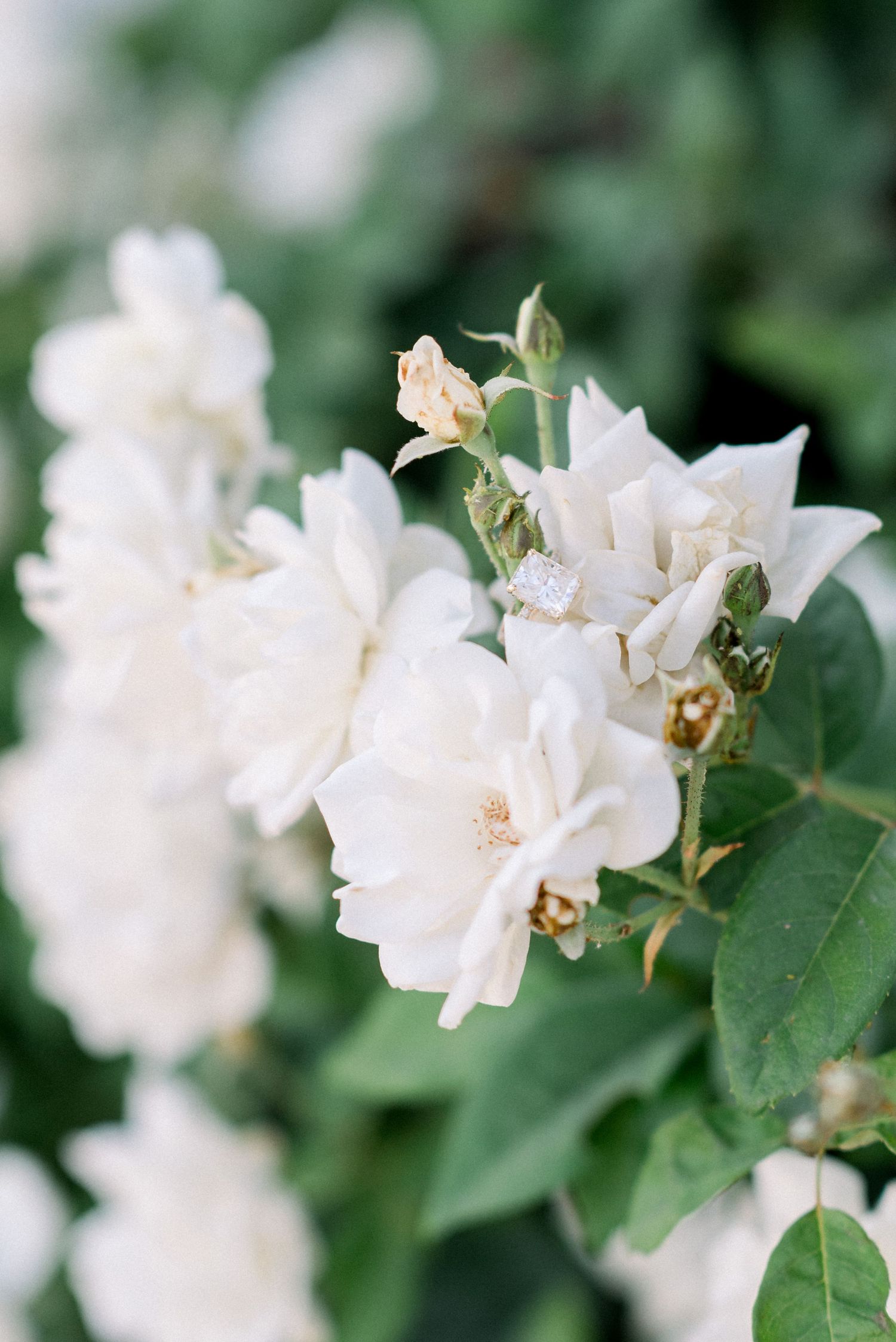 Delicate white flowering roses with green leaves in soft focus.