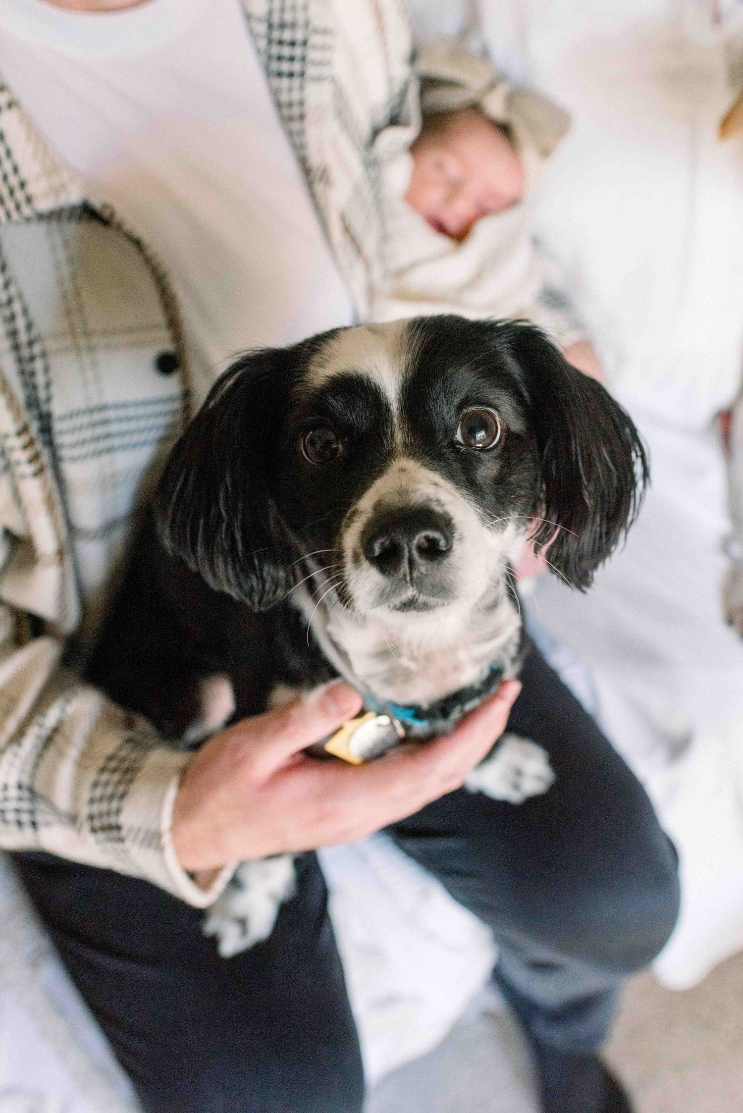 Close-up portrait of black and white dog with long ears wearing blue collar.