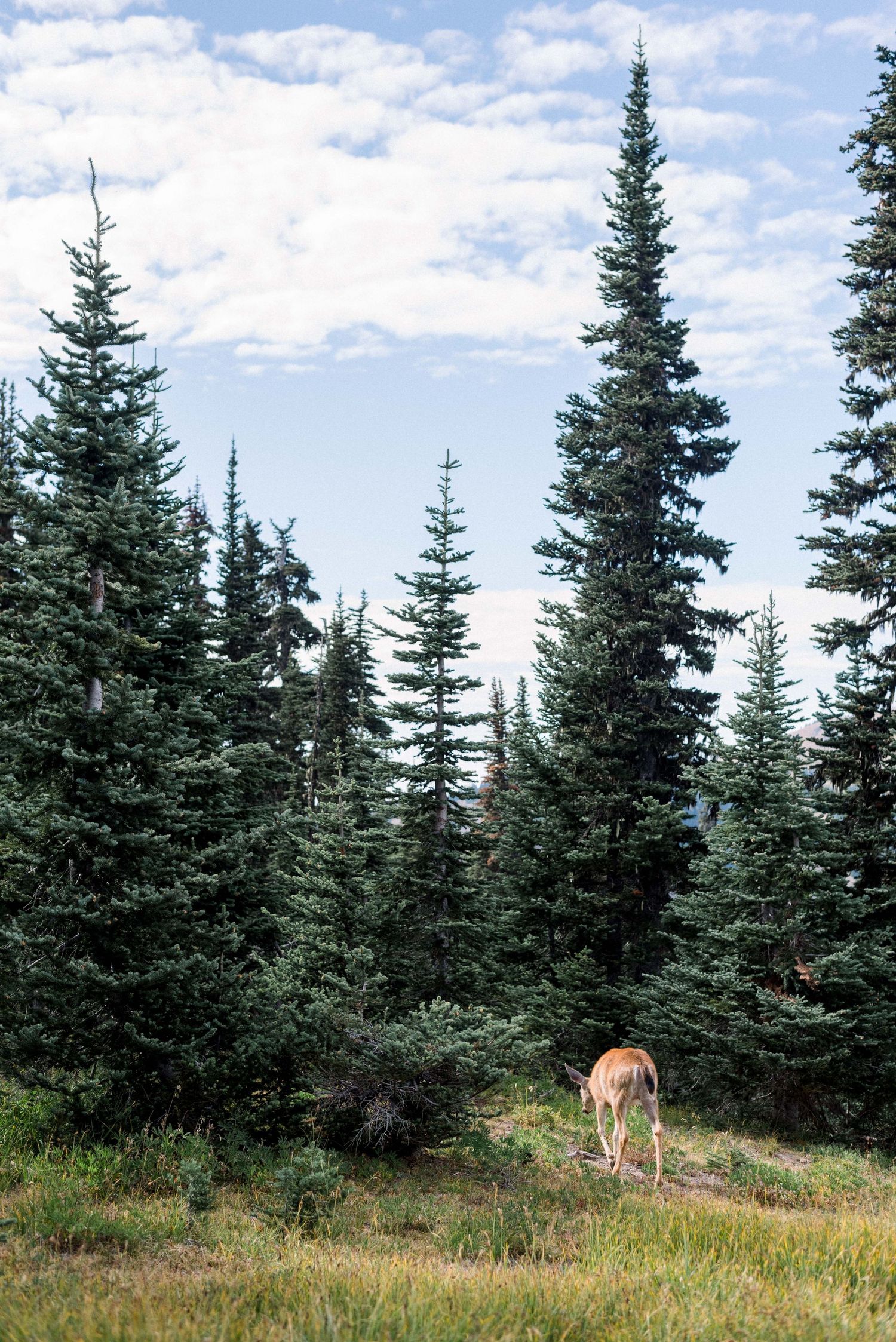 Lone deer foraging among tall evergreen trees under blue summer sky.