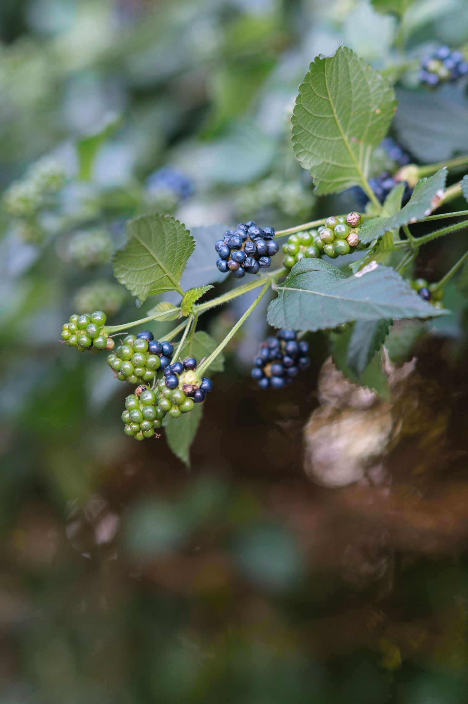 Close-up progression shots of wild berries ripening from green to dark blue on a leafy branch in nature.