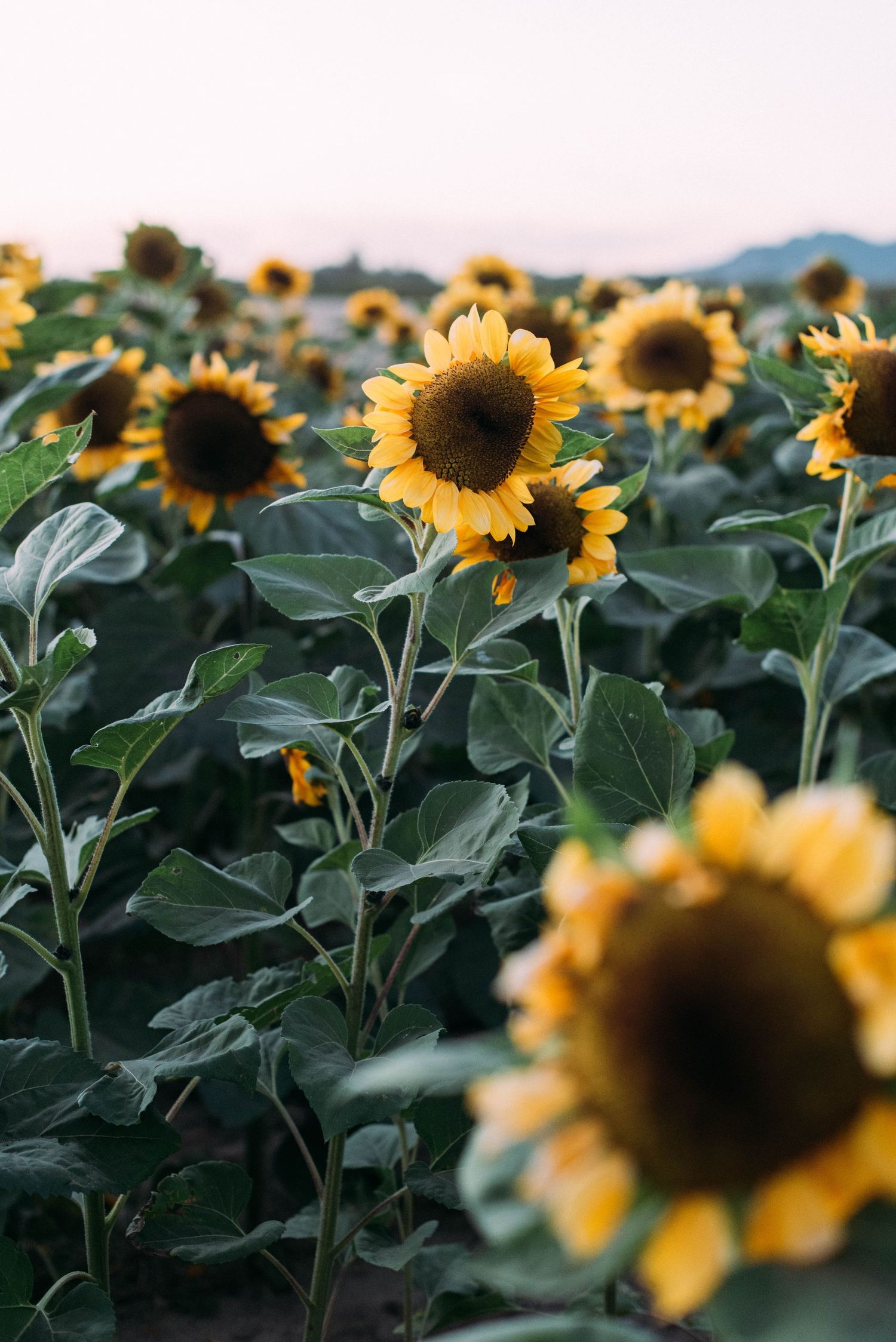 Close-up view of tall sunflowers with large dark centers against green foliage.