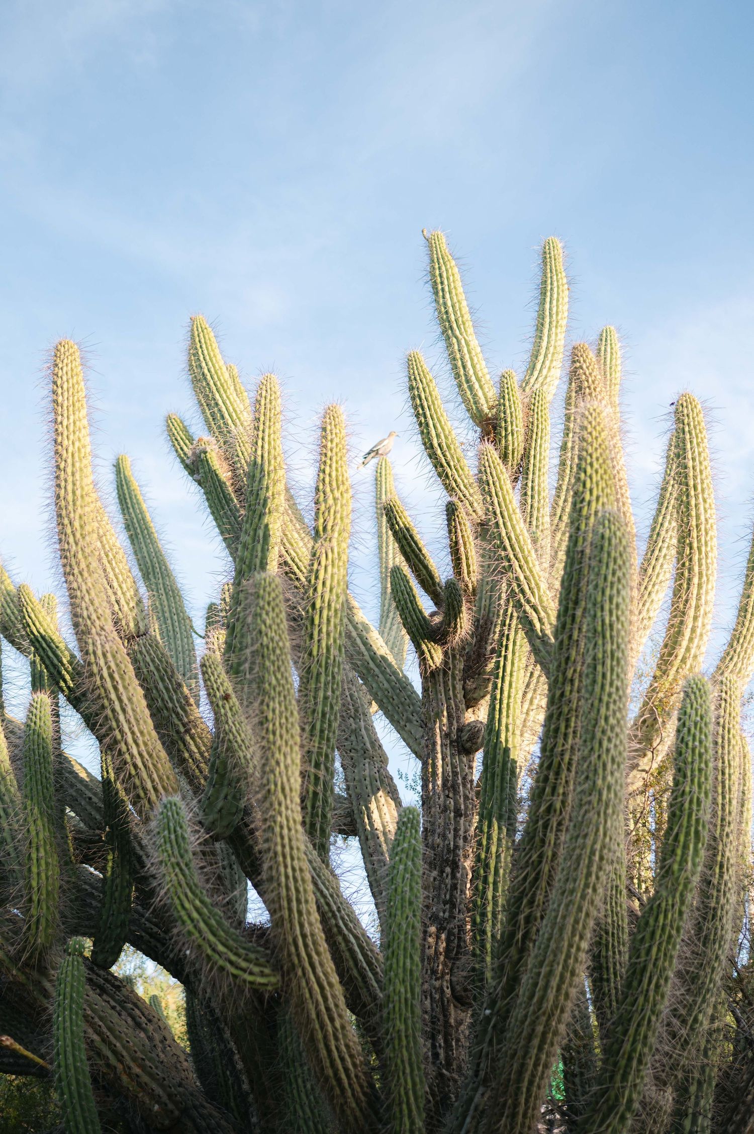 Tall green columnar cactus plants with multiple arms reaching upward against a light blue sky.