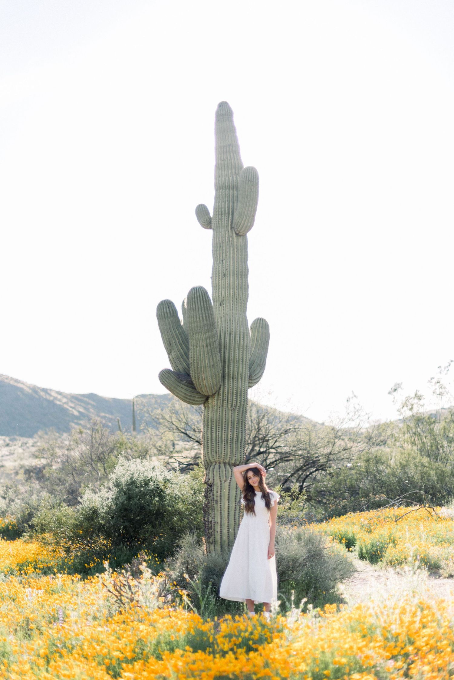 A majestic saguaro cactus towers against mountains surrounded by yellow desert wildflowers.