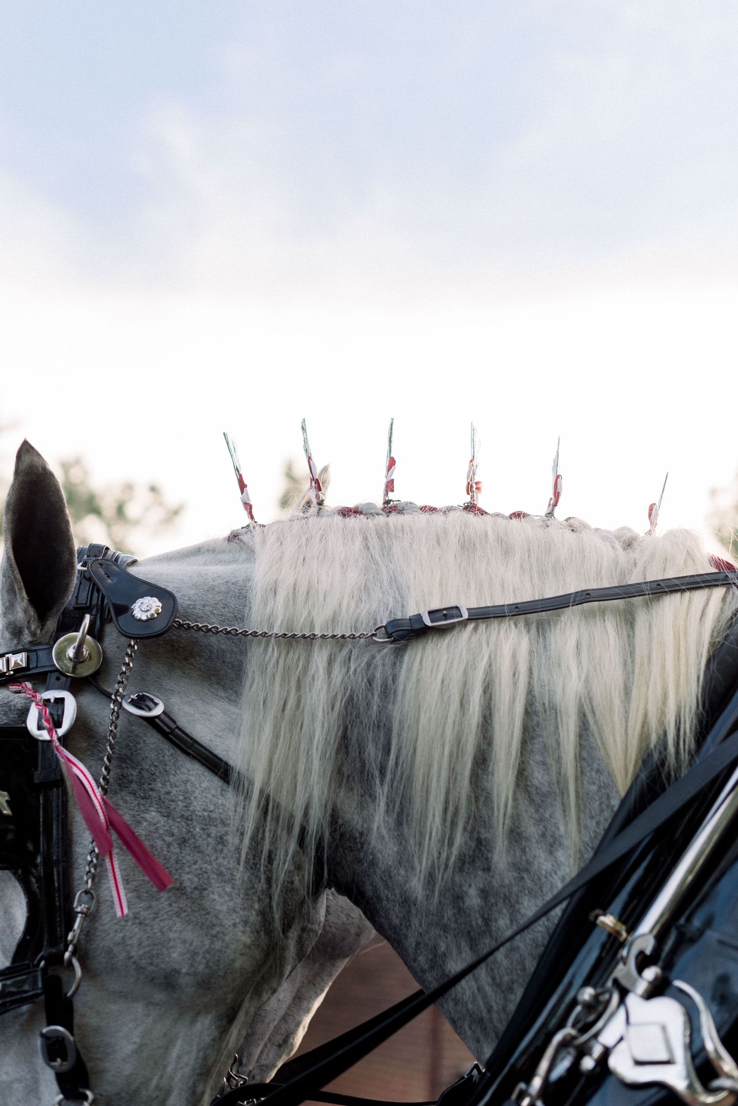Close-up of white horse's mane decorated with small braids and ribbons.