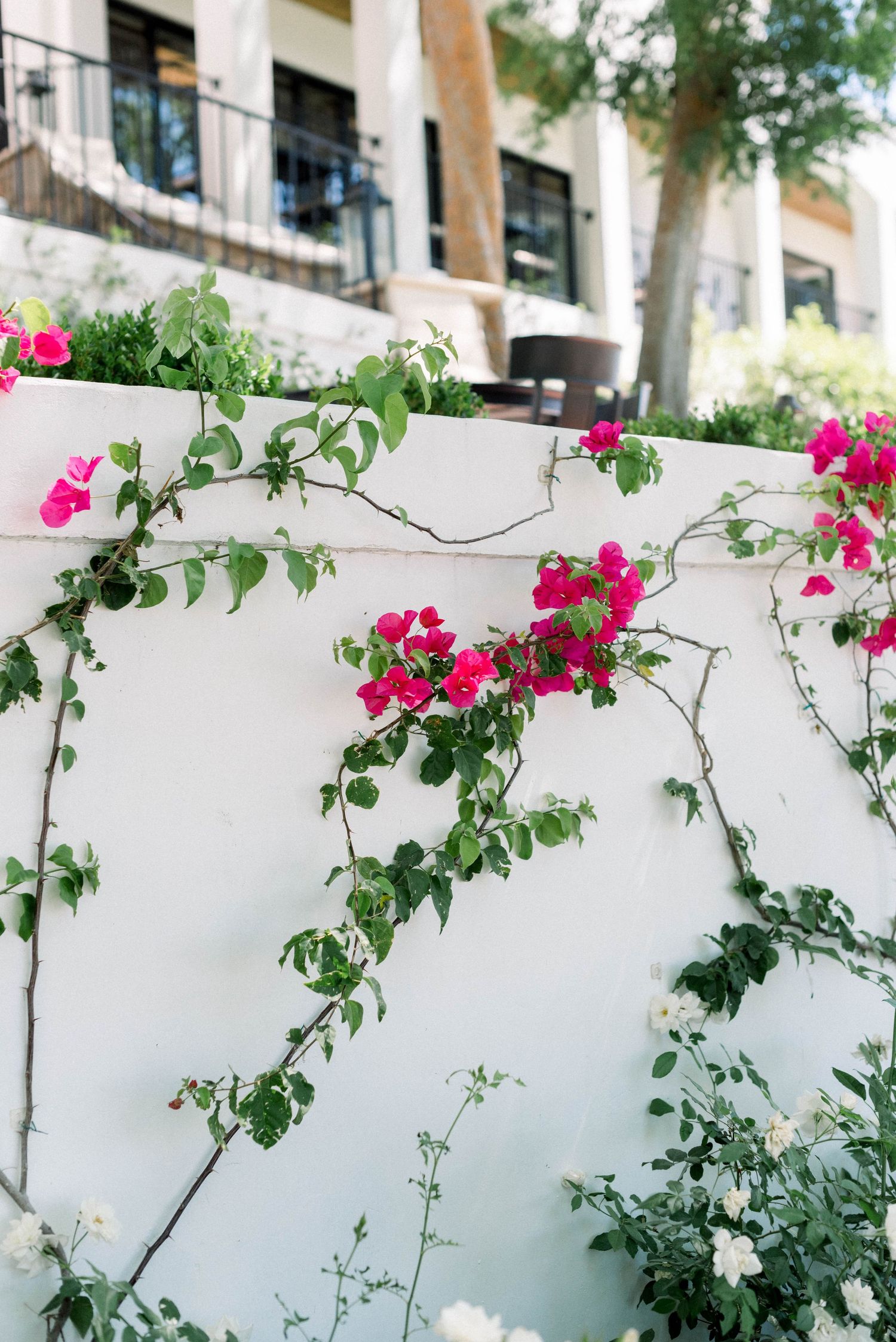 Pink bougainvillea flowers climbing on a white wall with Spanish-style architecture.