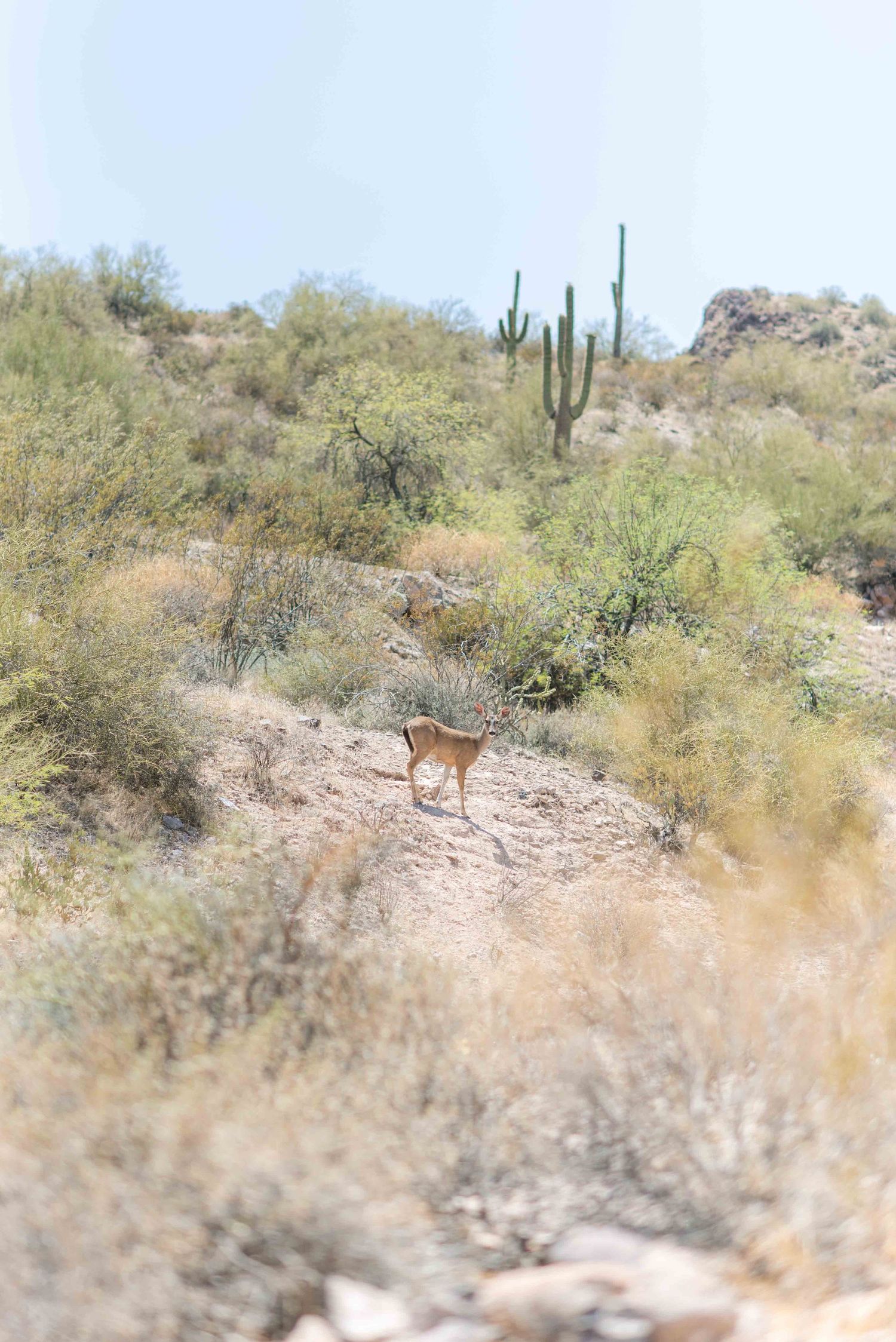 A coyote stands alert in a desert landscape with saguaro cacti and scrub brush in the background.
