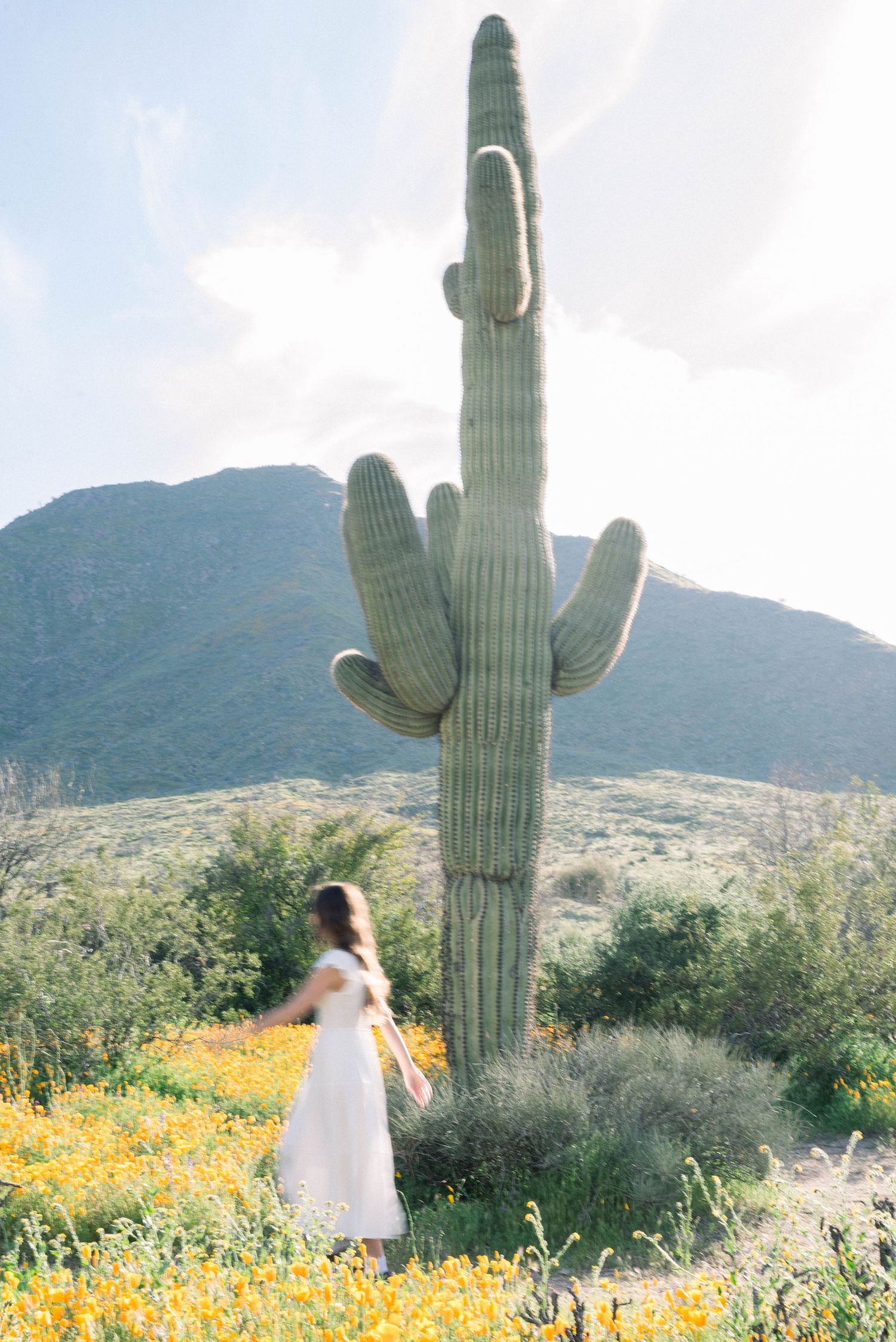 A towering saguaro cactus stands sentinel over a desert wildflower meadow in soft afternoon light.