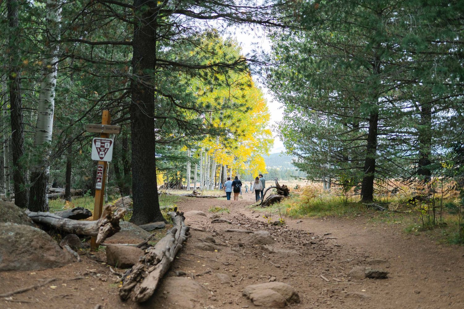 Hikers walk along a scenic forest trail surrounded by tall pine trees and autumn foliage.