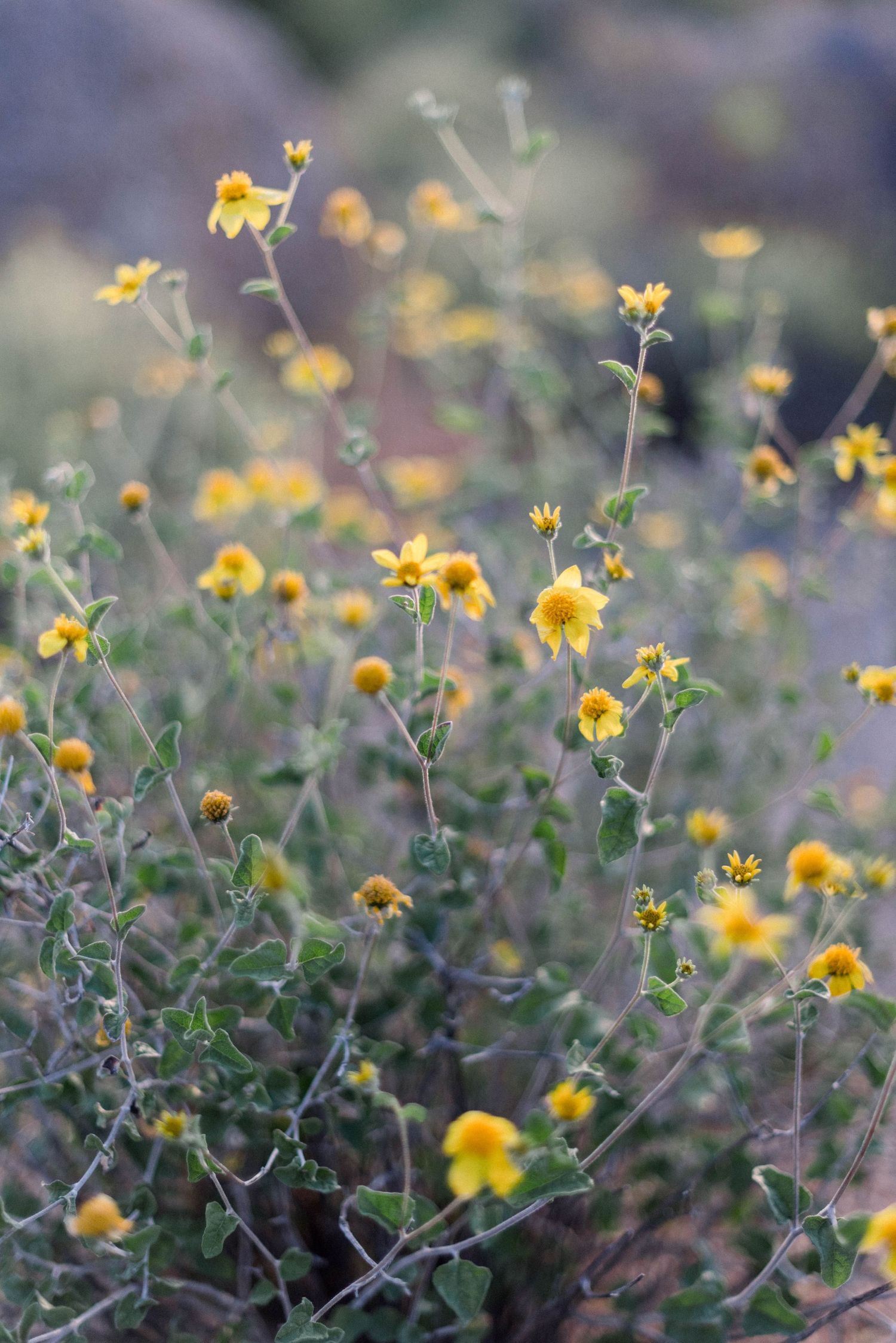 Yellow desert wildflowers blooming with mountains in soft focus background.