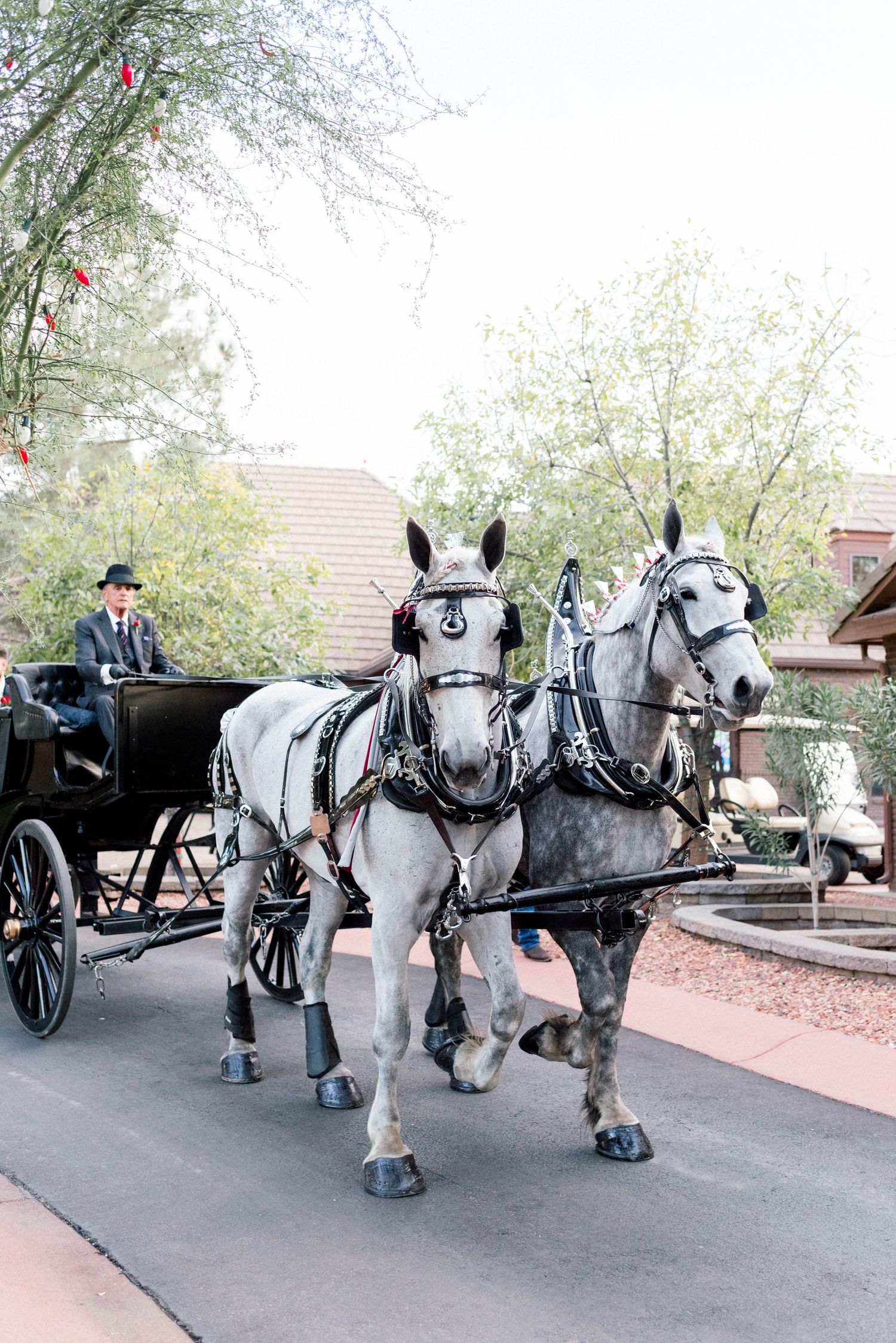 Two white horses hitched to an elegant black carriage on a curved path.