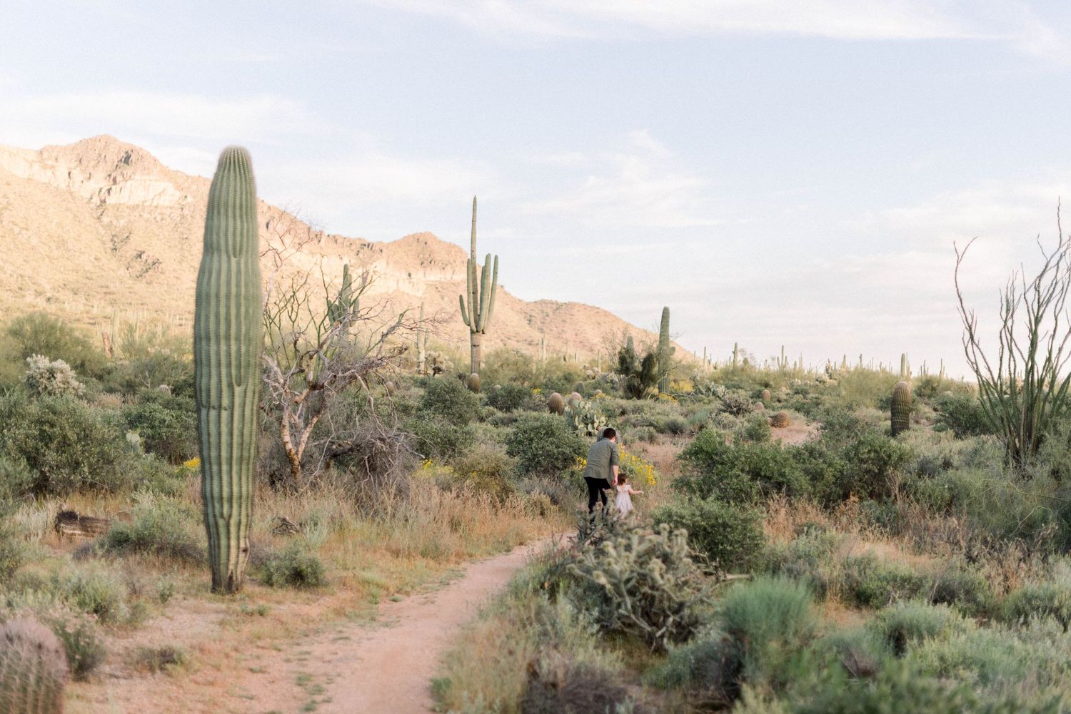 Desert trail winds through saguaro cacti and mountains in golden afternoon light.