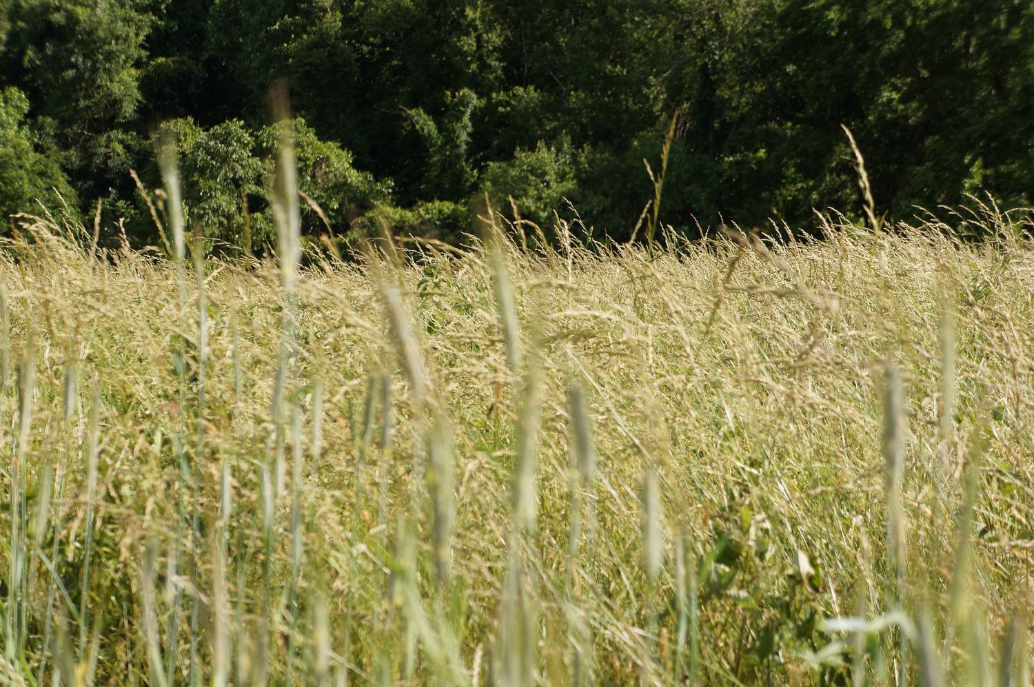 A lush field of tall golden grass swaying gently with dense green trees in the background on a sunny day.