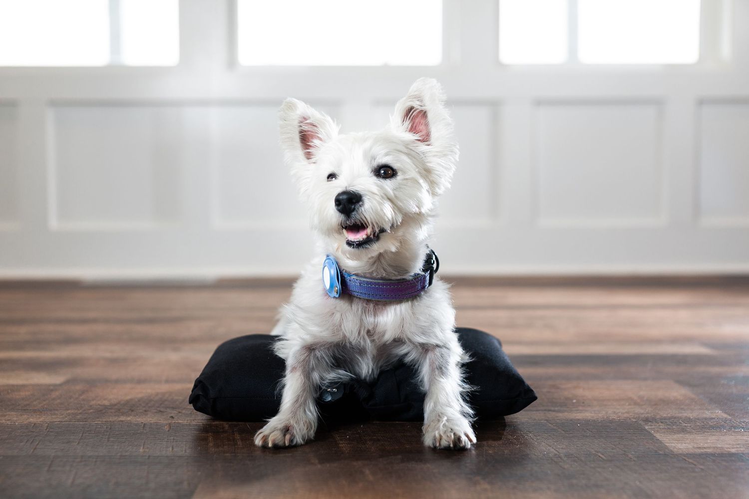 Small white terrier dog sitting on hardwood floor in bright interior.