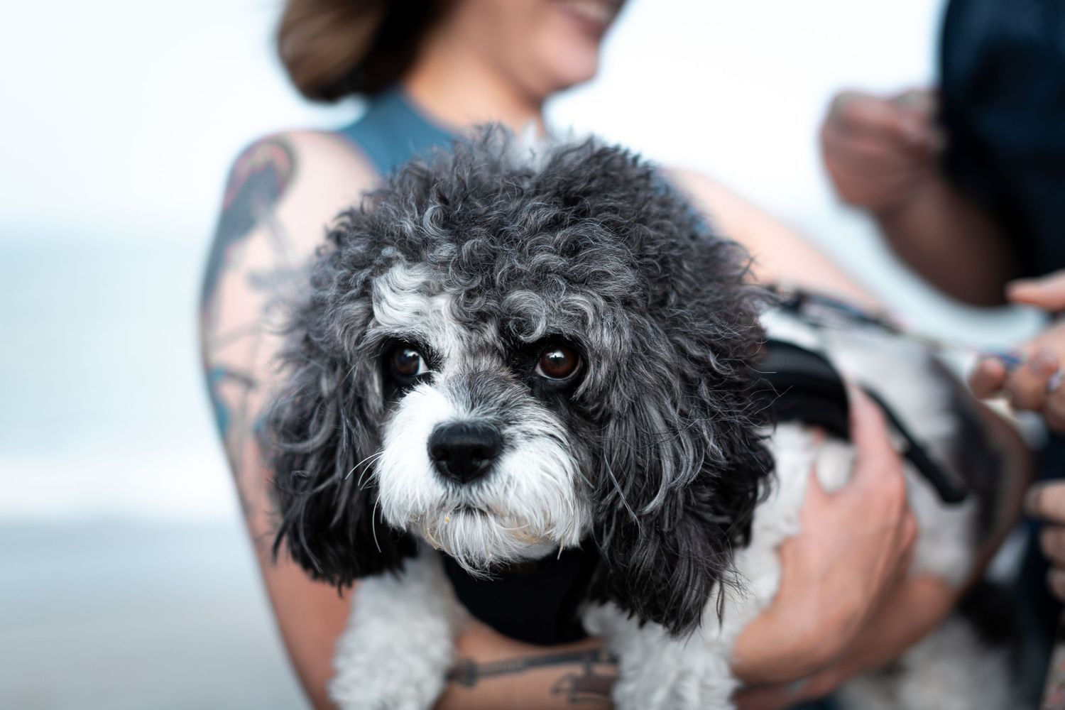 Close-up portraits of a fluffy gray and white dog with expressive dark eyes.
