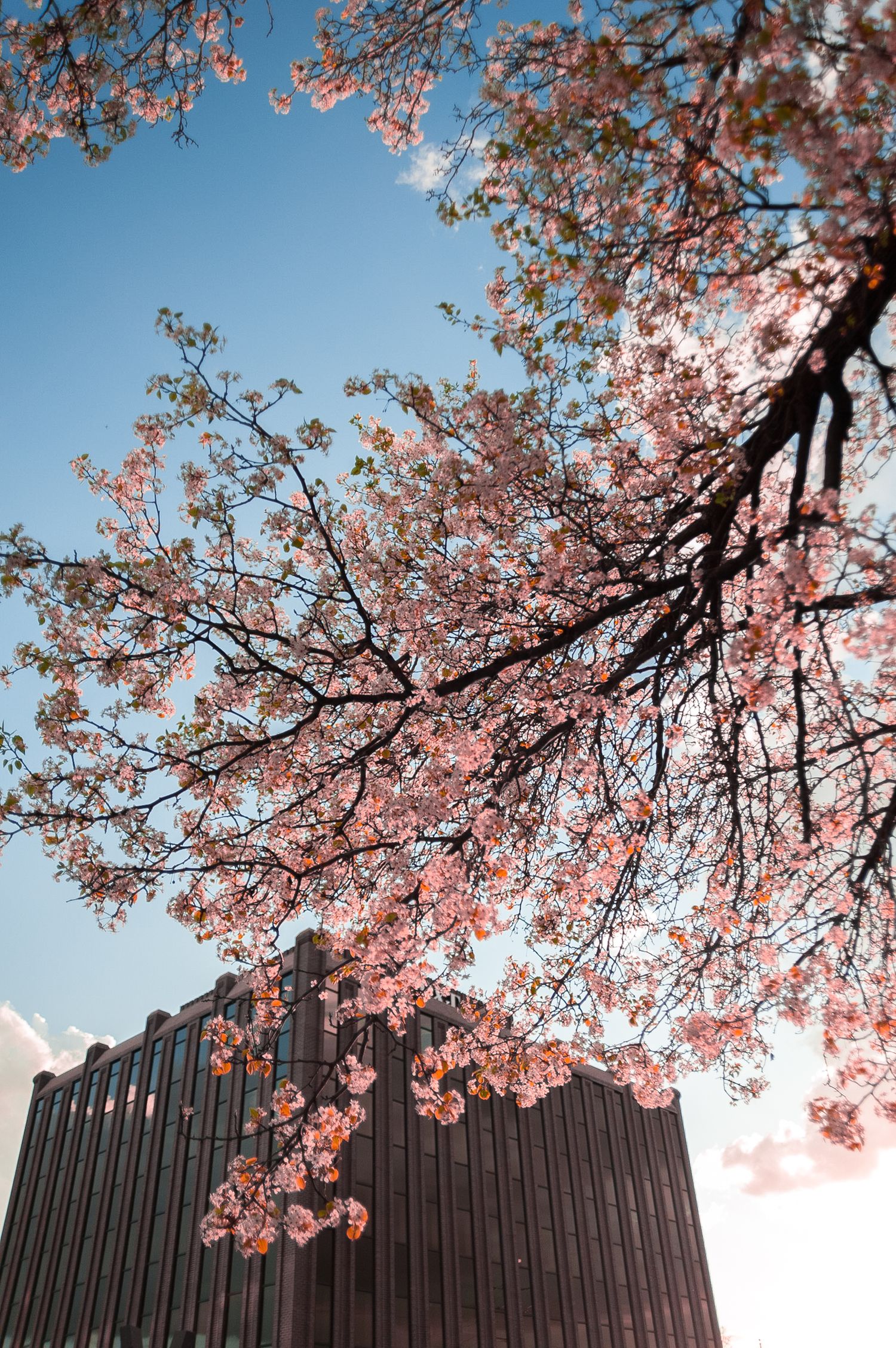 Pink cherry blossom tree branches blooming against a clear blue sky beside a modern wooden building in spring.