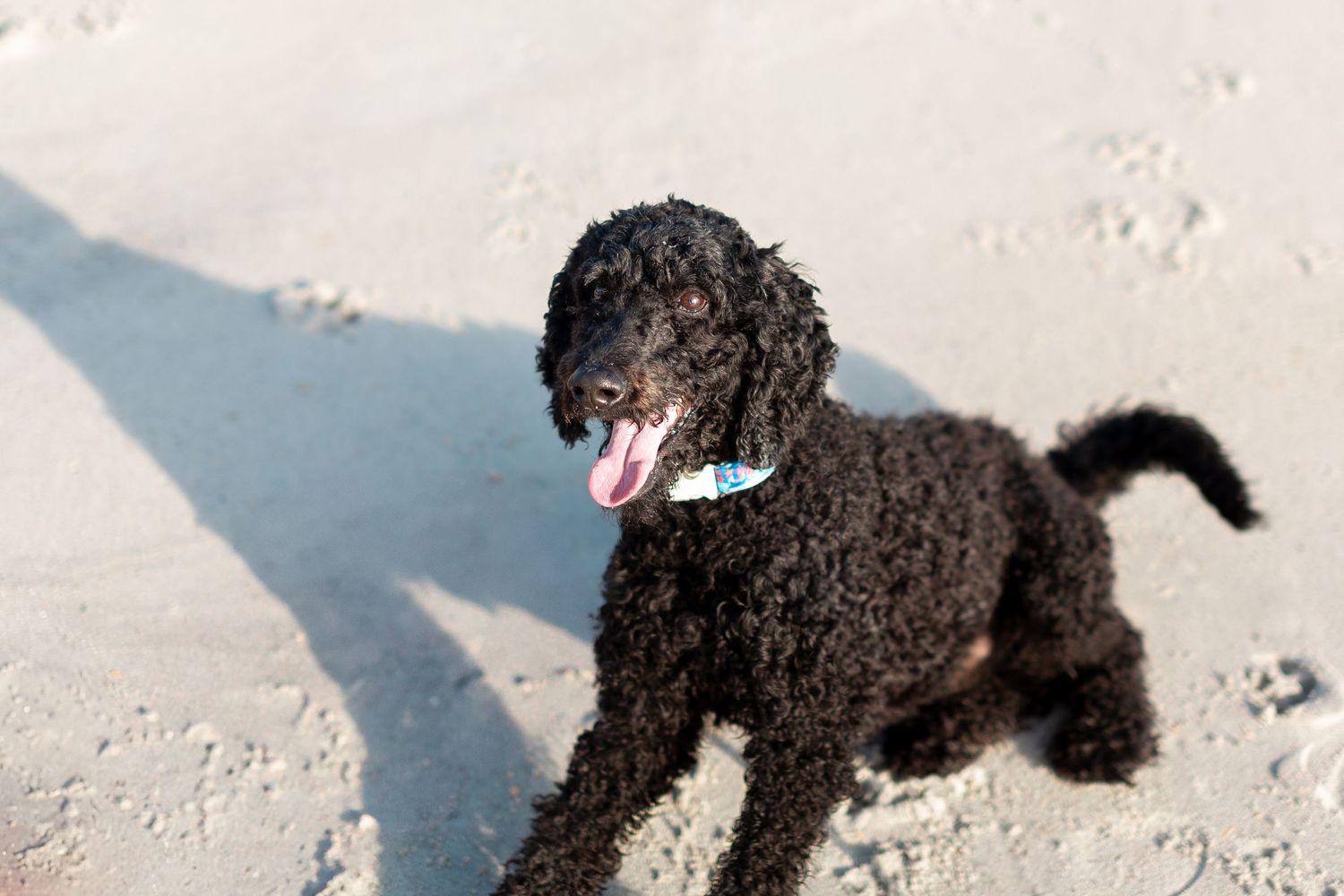 A black poodle puppy runs and plays on a sandy beach in the bright sunlight.
