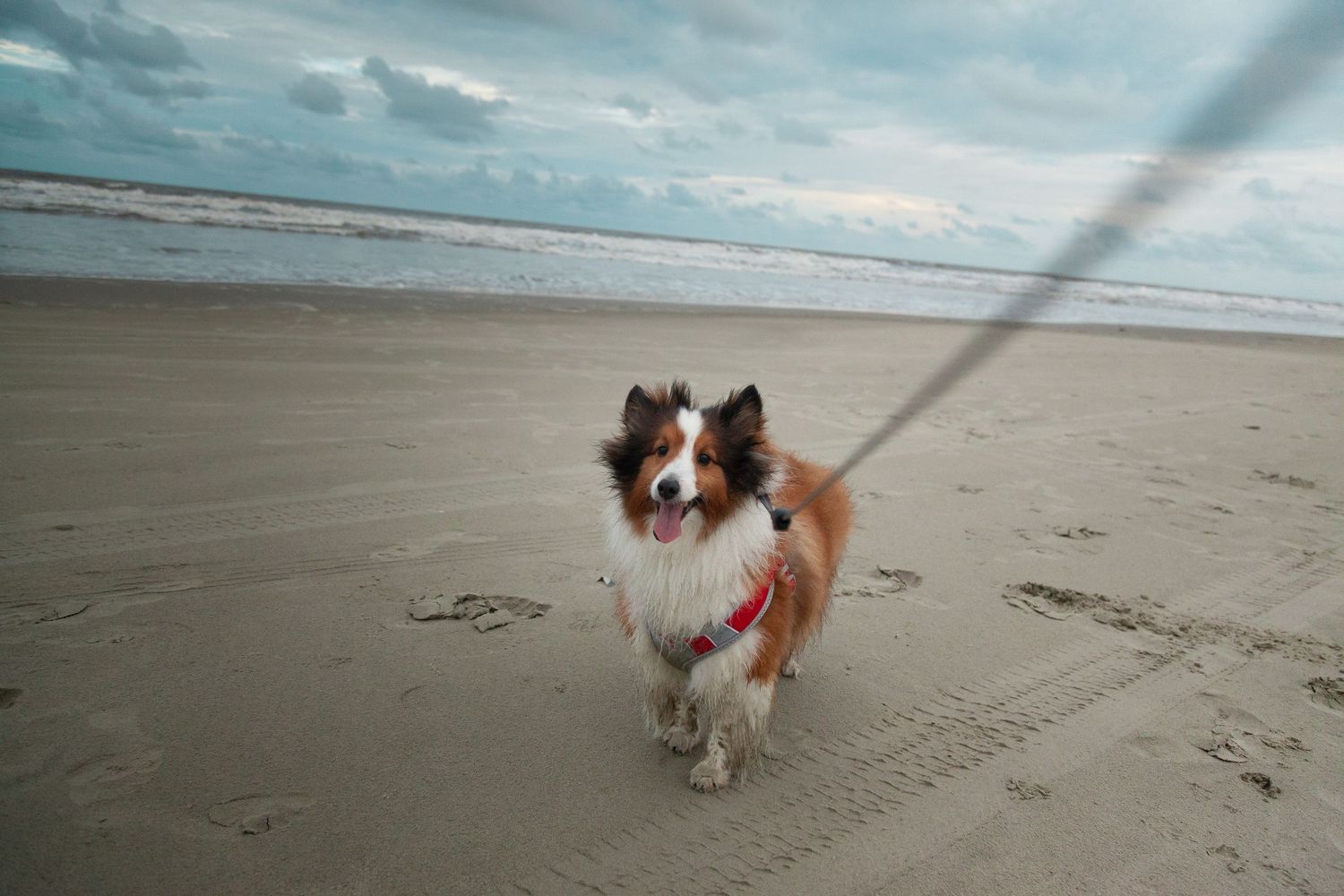 A happy Shetland Sheepdog on a leash enjoys a walk on a sandy beach with cloudy skies.