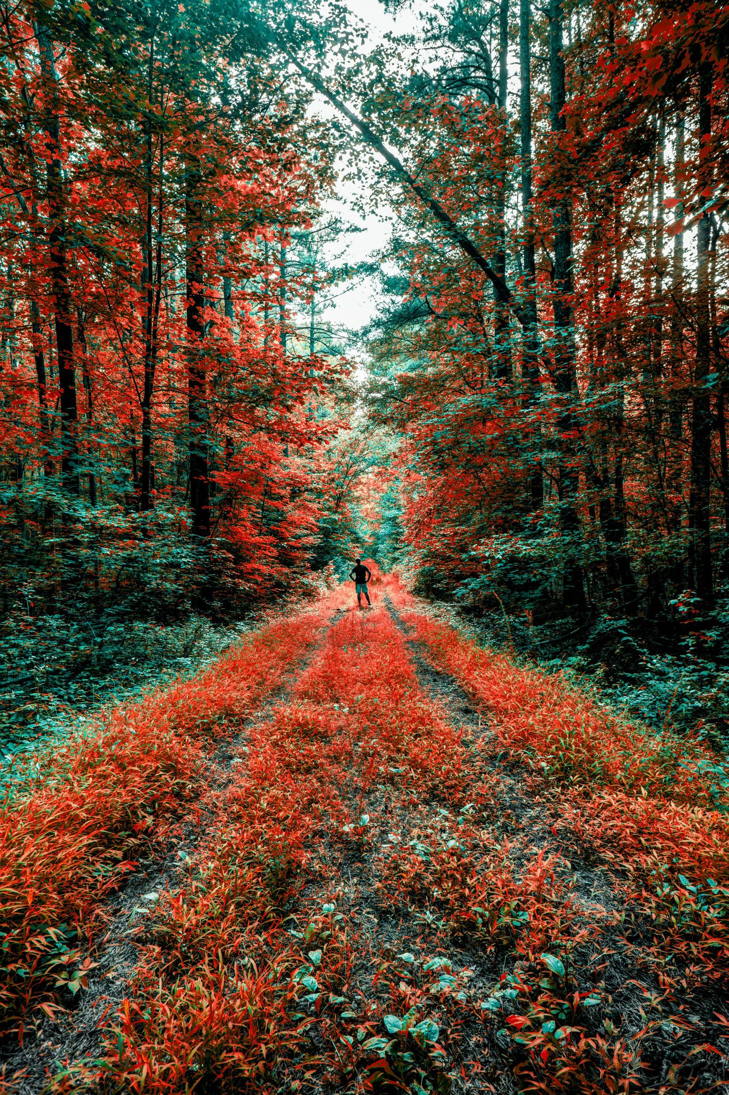 Person walking along a vibrant red autumn forest trail surrounded by colorful foliage.