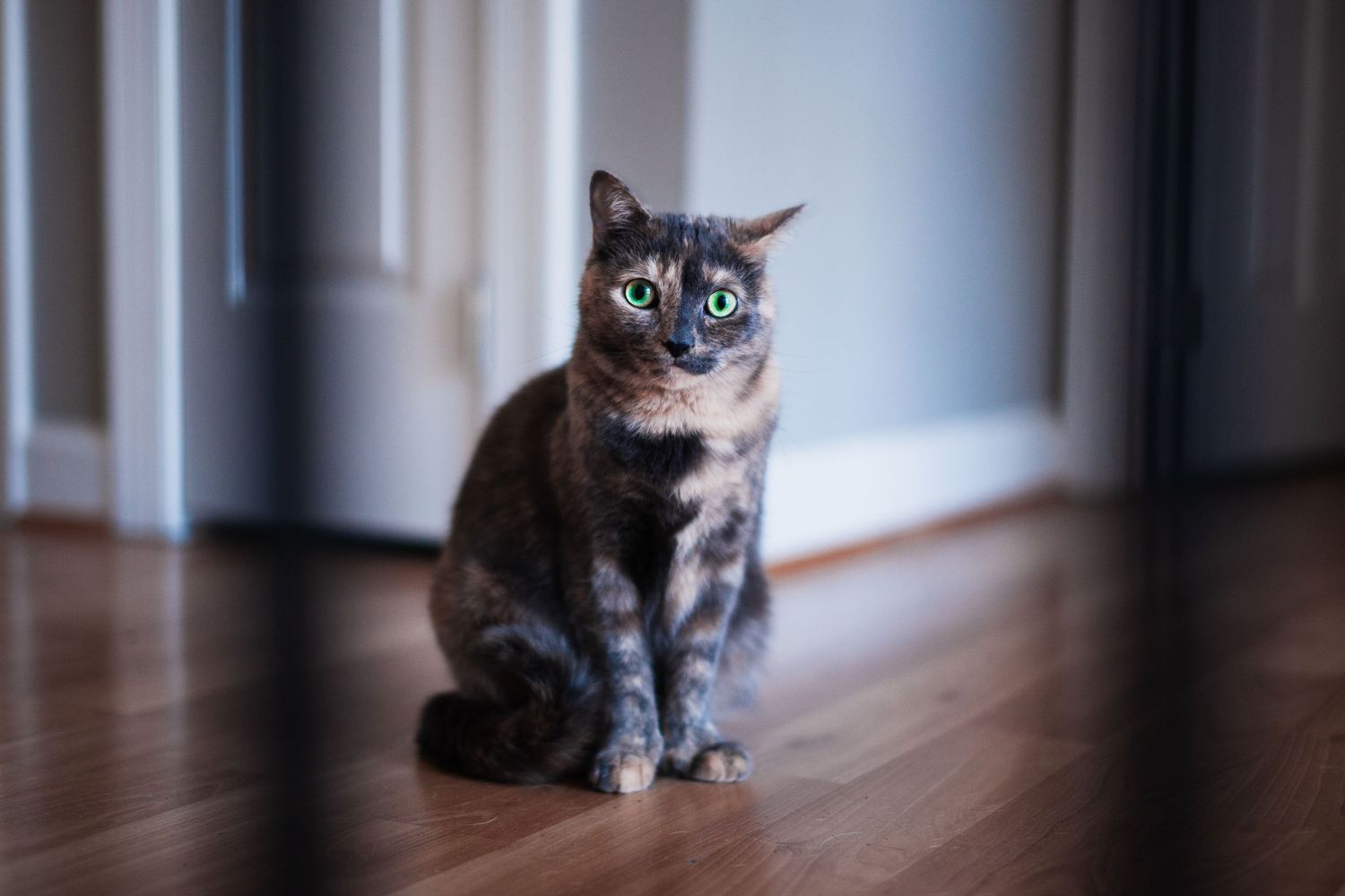 A tortoiseshell cat with bright green eyes sitting on hardwood floor indoors.