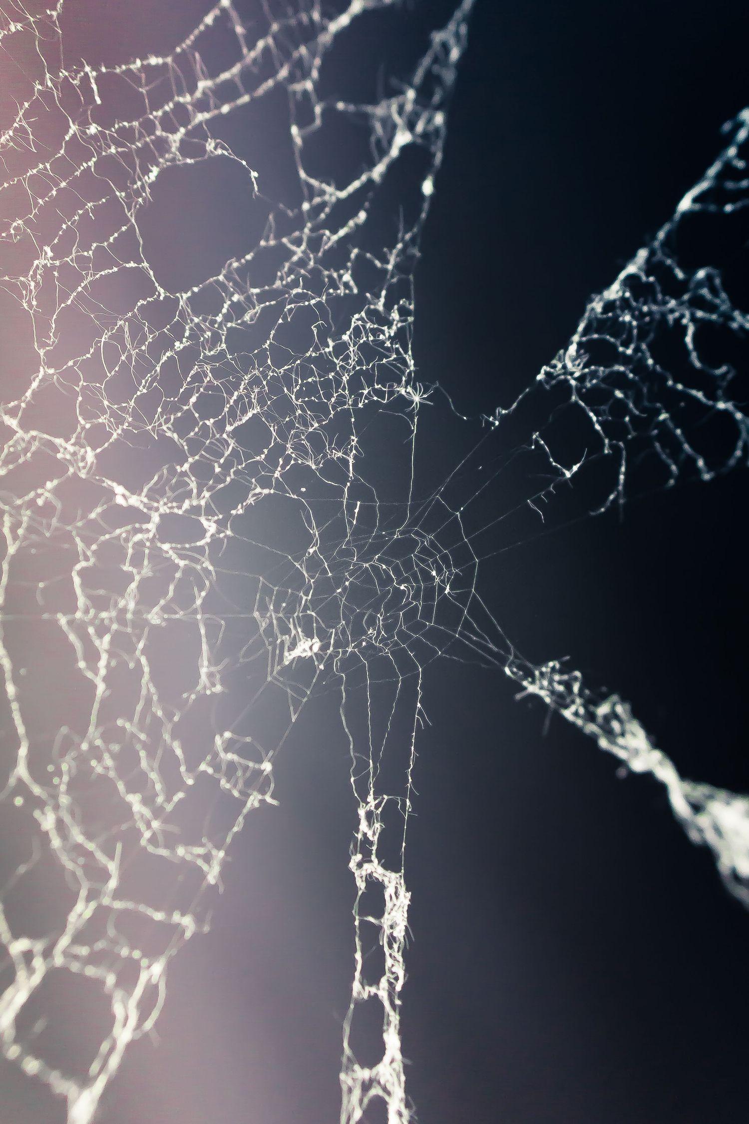 Close-up of an intricate spider web with dramatic dark background and soft light highlighting the silk threads.