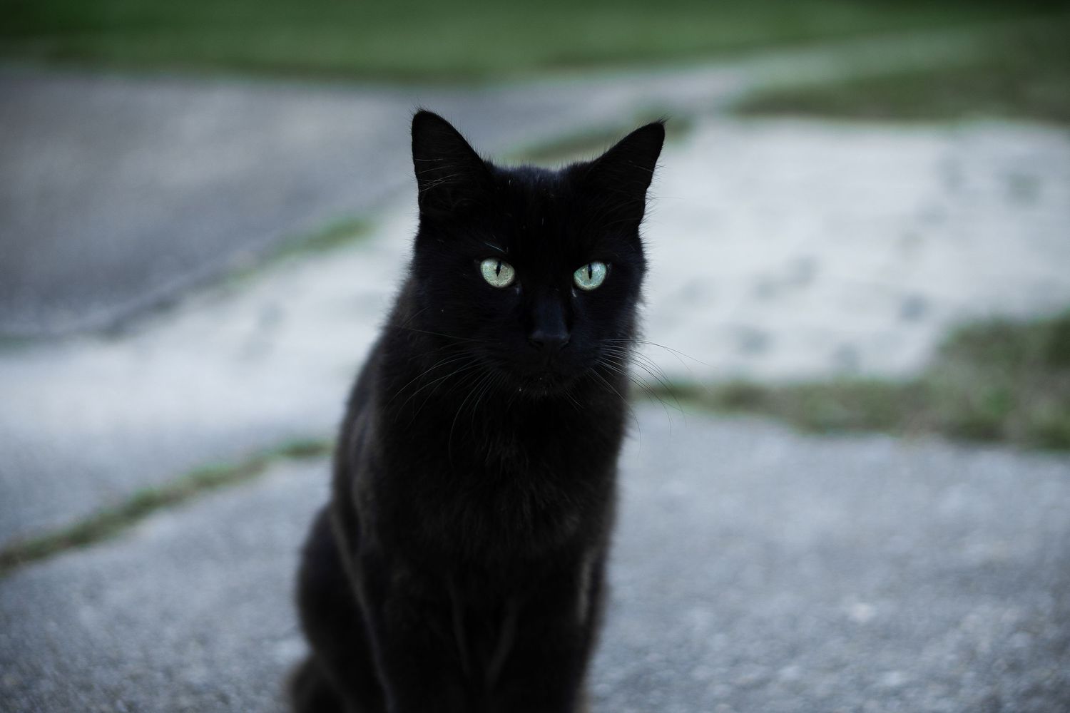 Black cat with green eyes sitting on pavement outdoors.