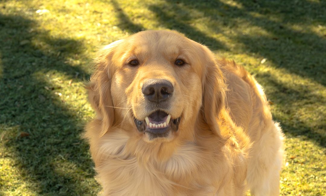 A happy golden retriever smiles broadly on a sunny green lawn in bright daylight.